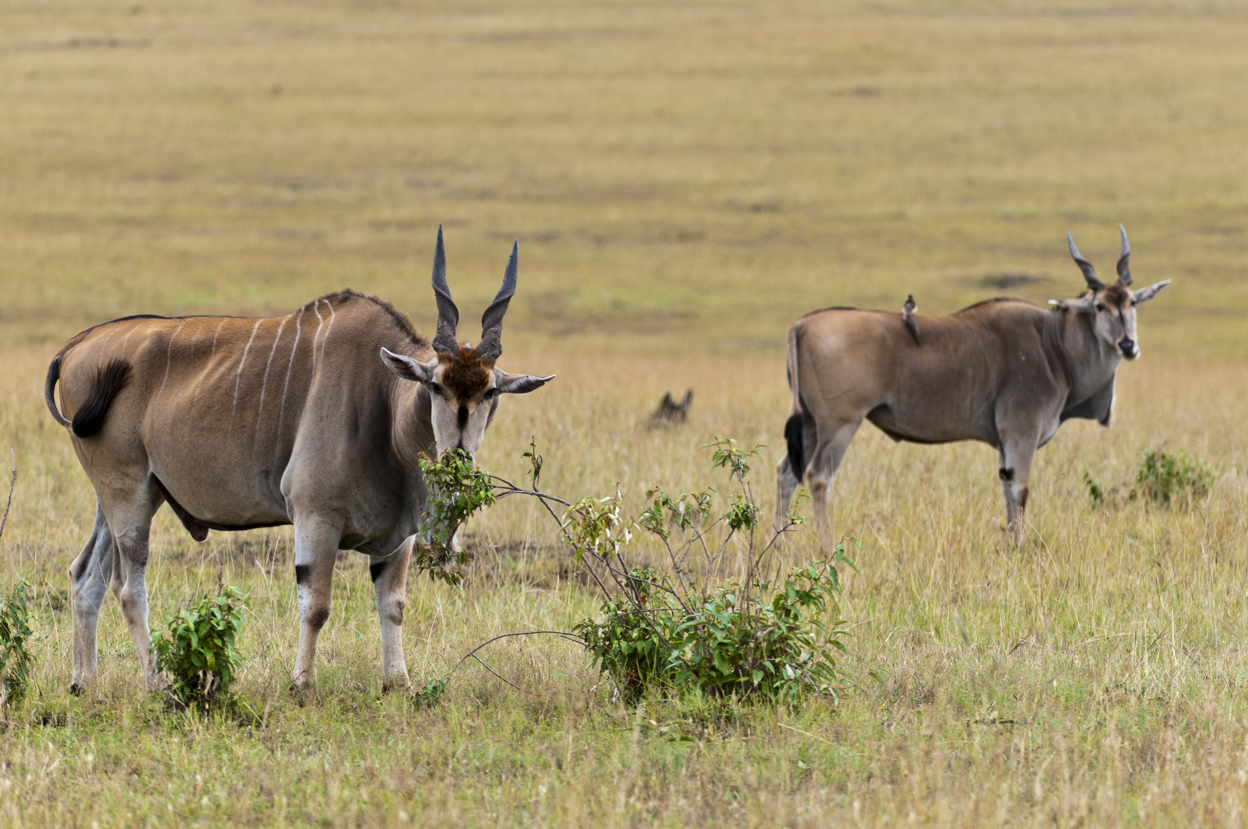 Elan Antilope