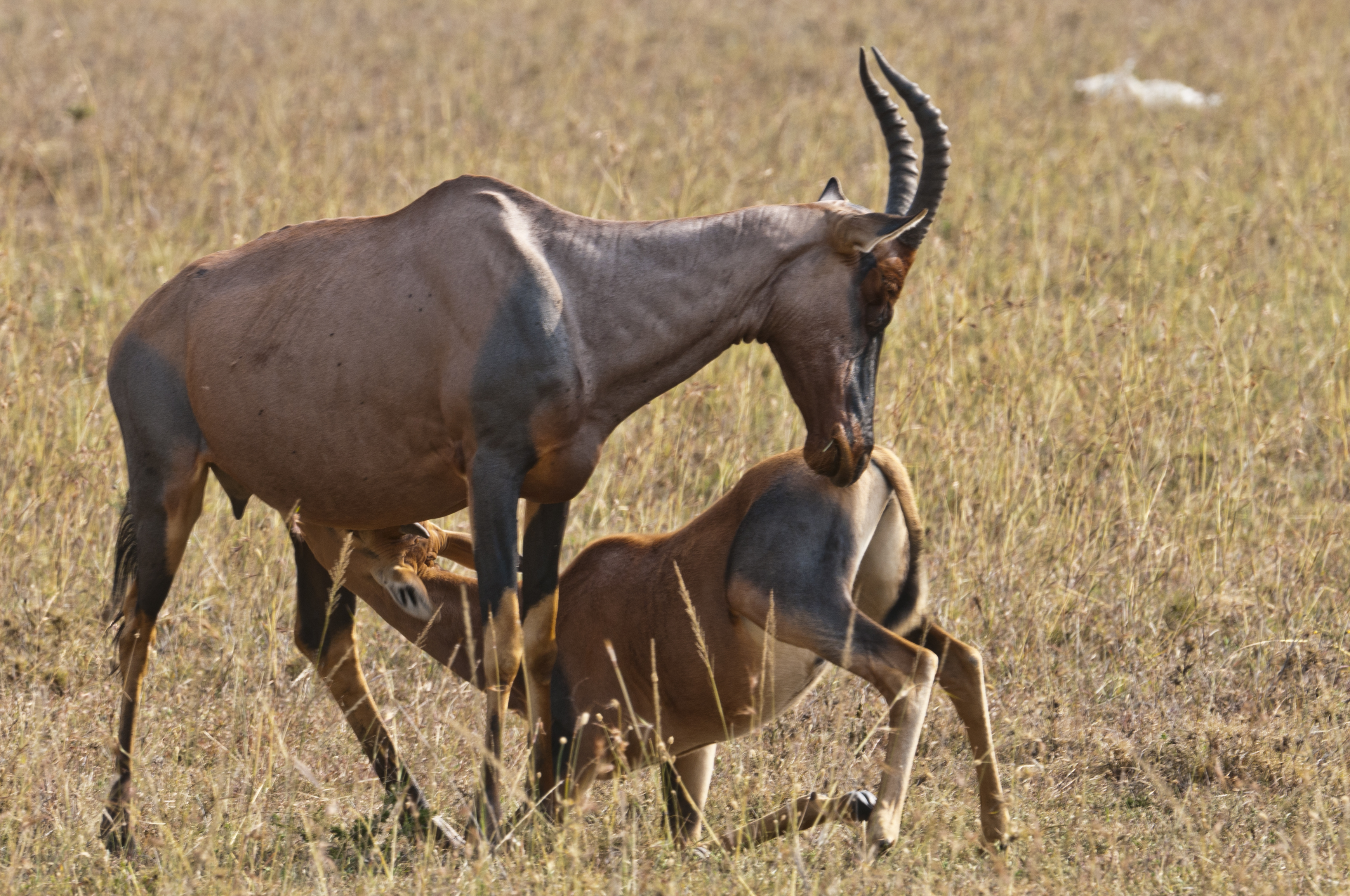 Leierantilope mit Jungem