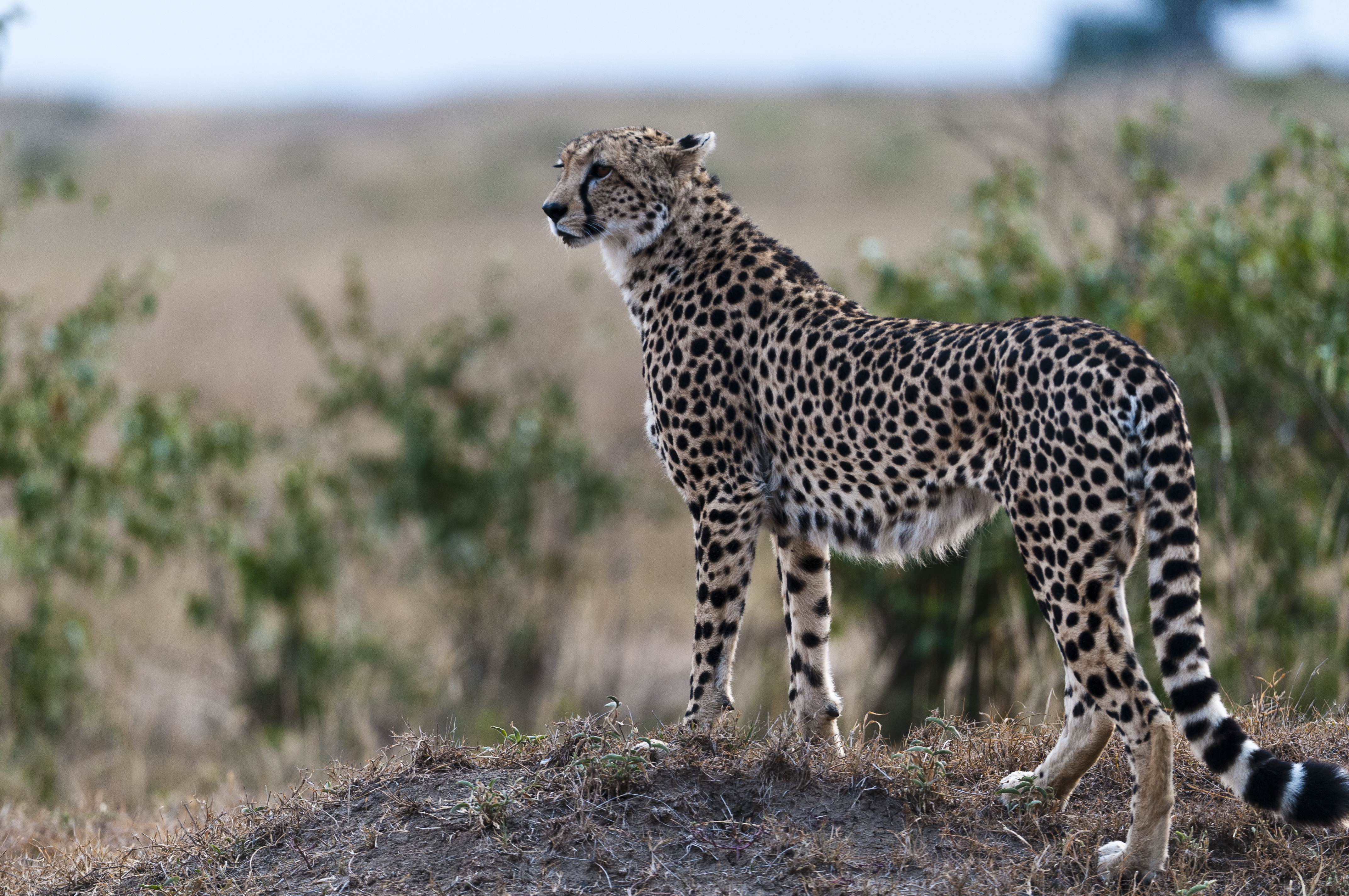 Gepard