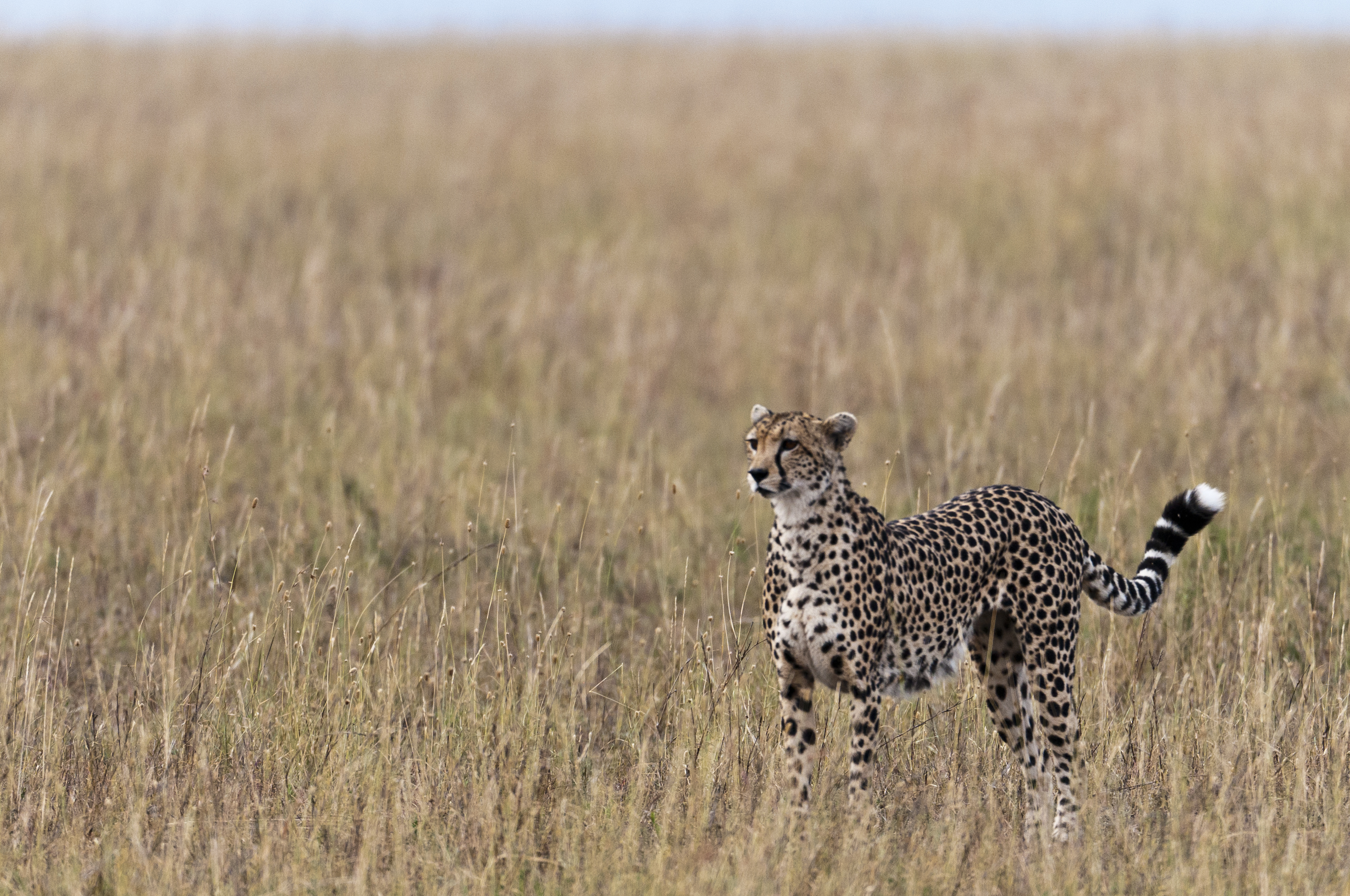 Gepard