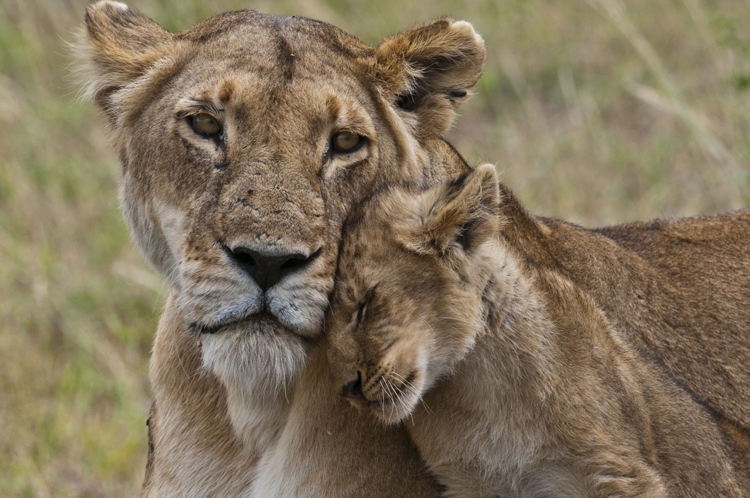 Massai Mara