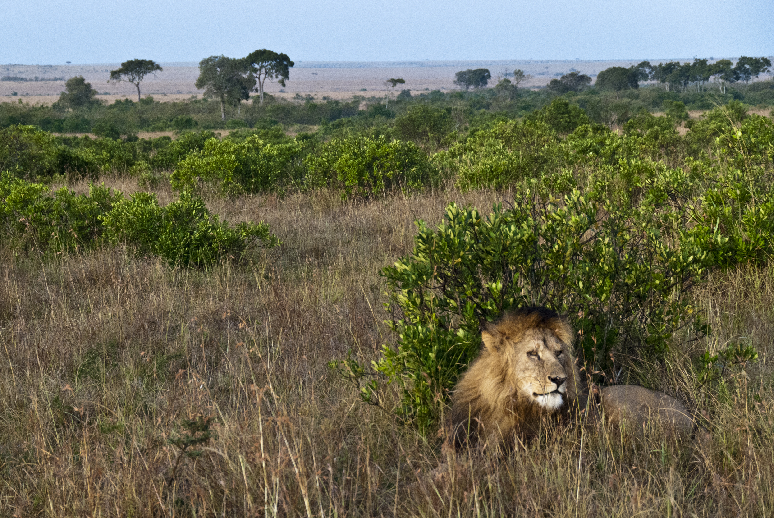 Der König der Massai Mara