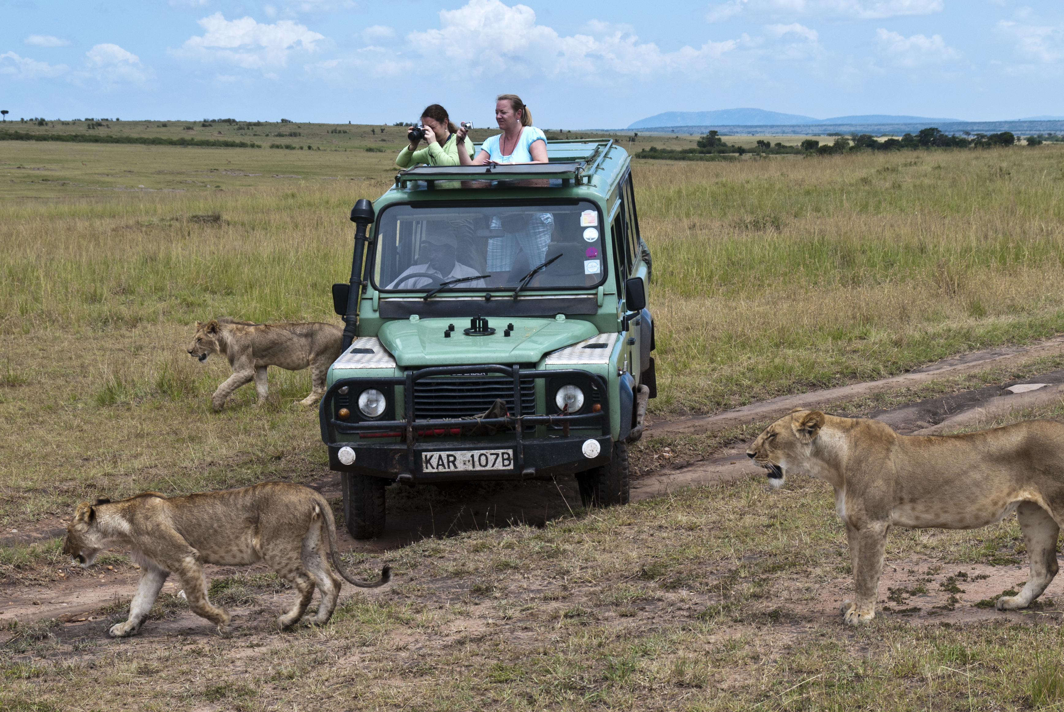 auf Safari