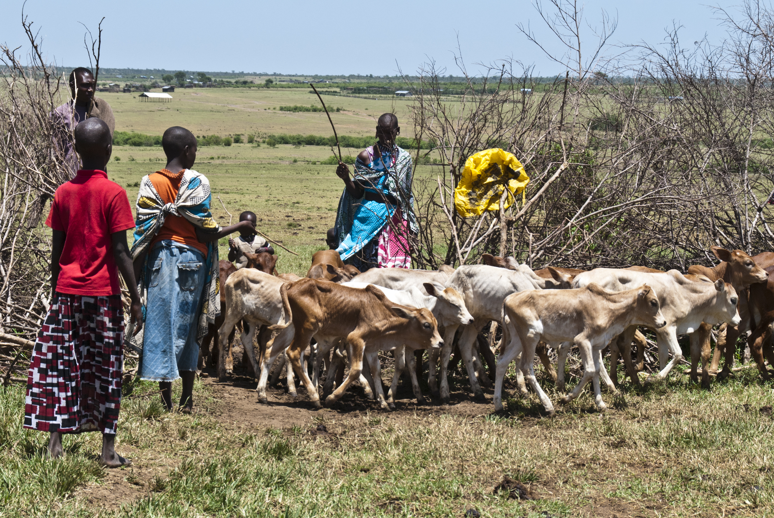 Massai mit Kuhherde