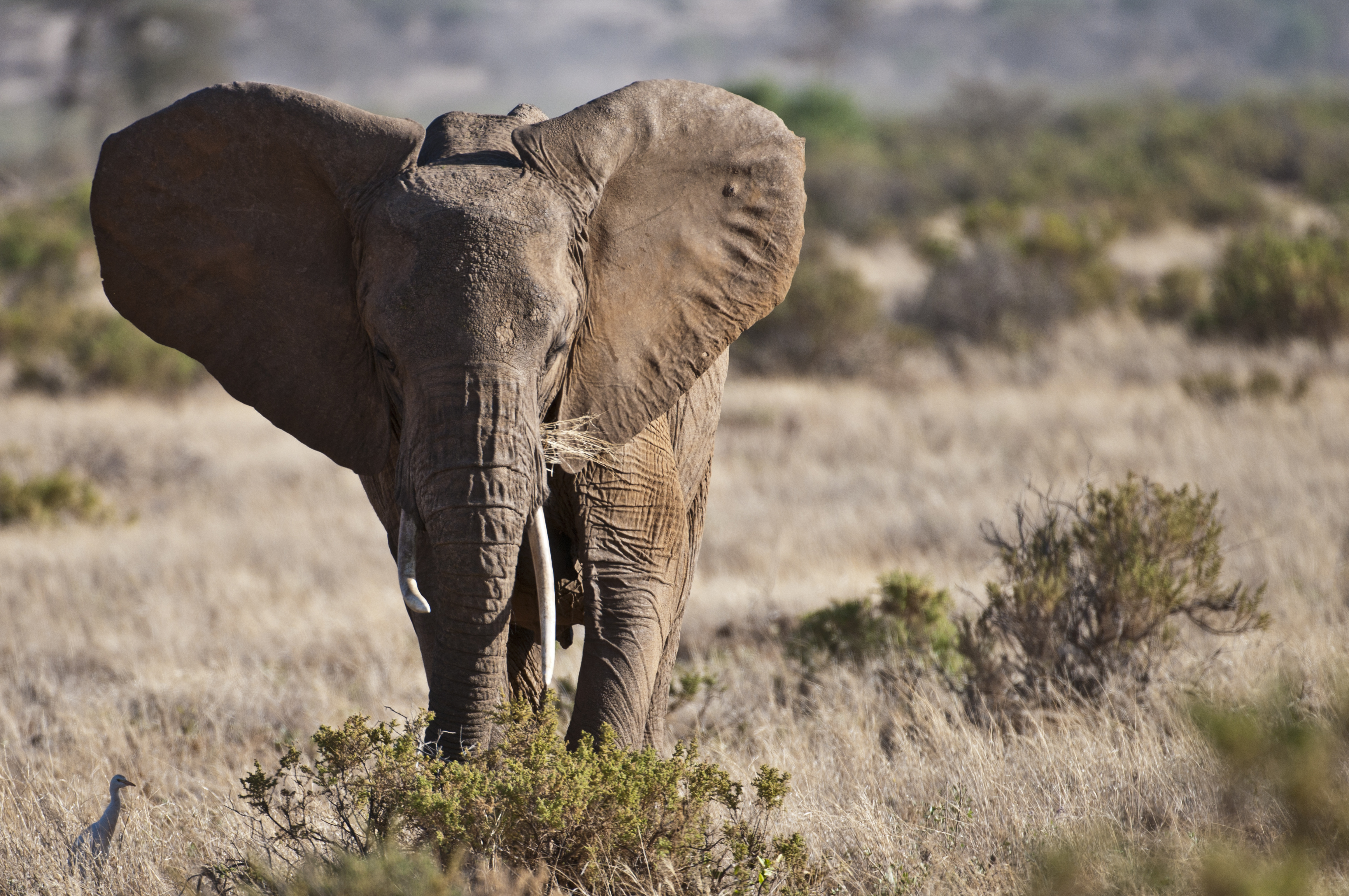 Afrikanischer Elefant