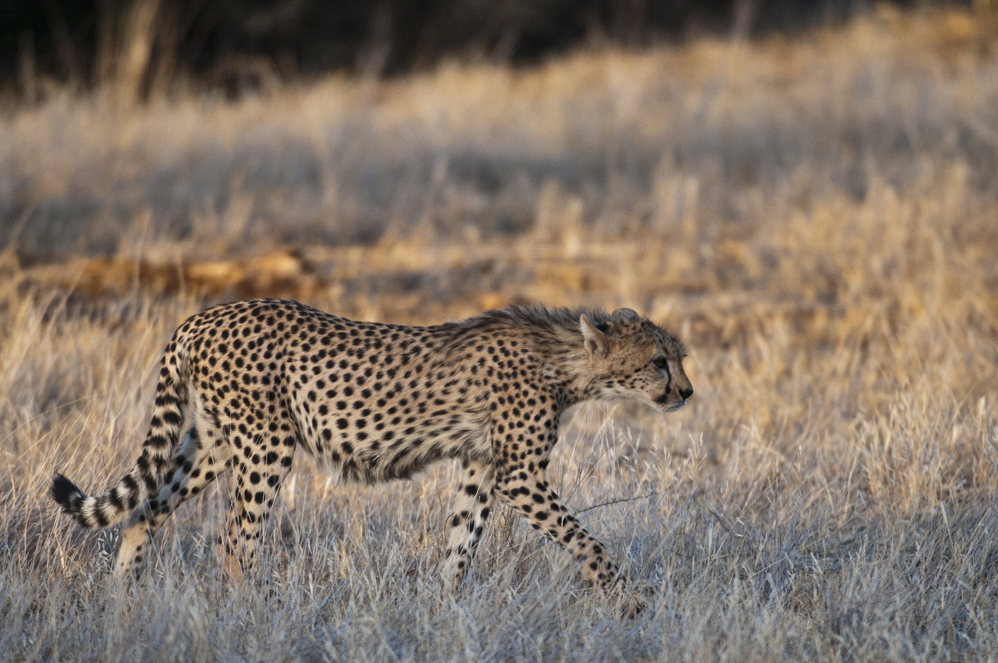 Gepard