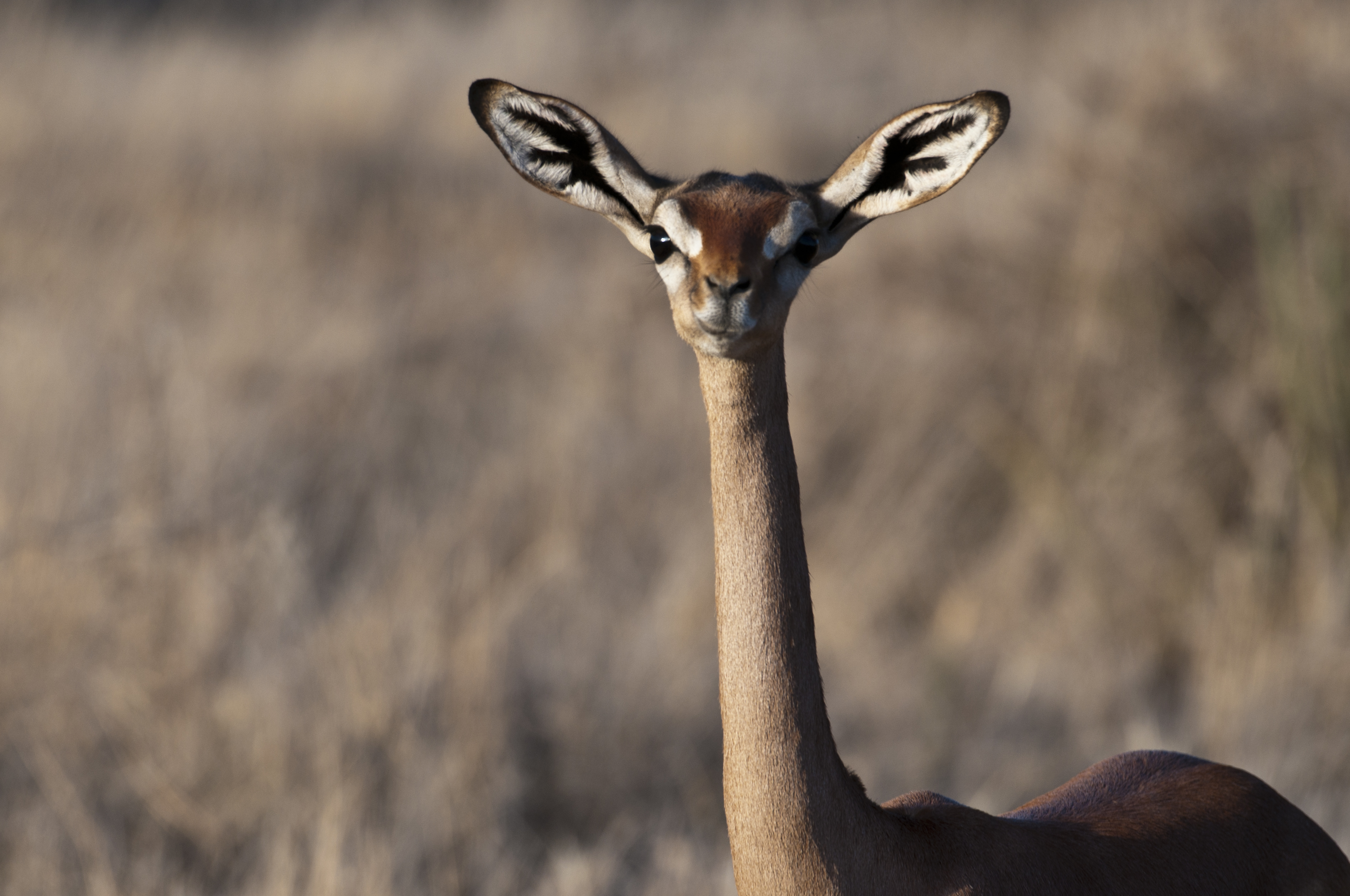 Gerenuk