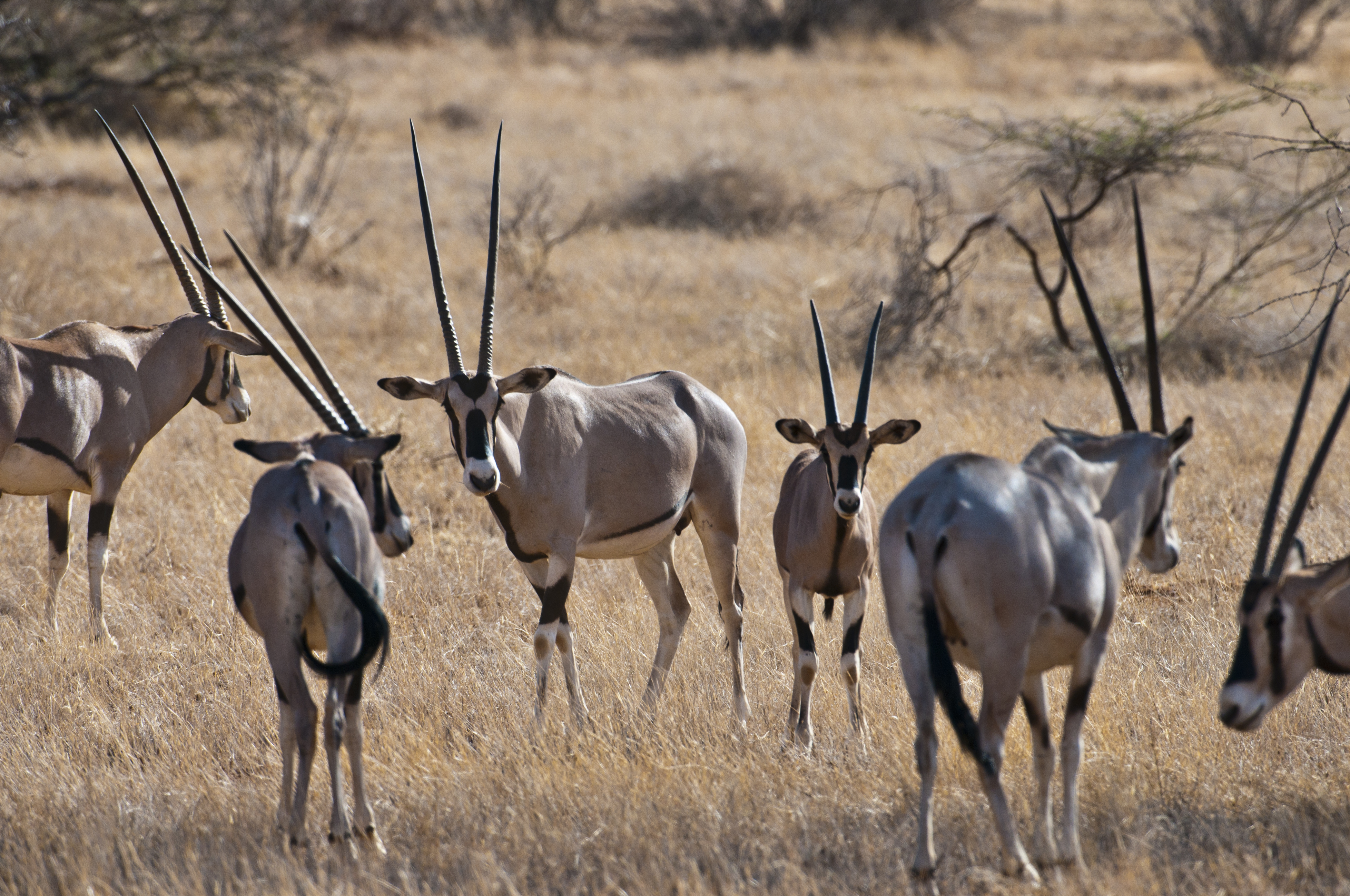 Oryx Antilopen