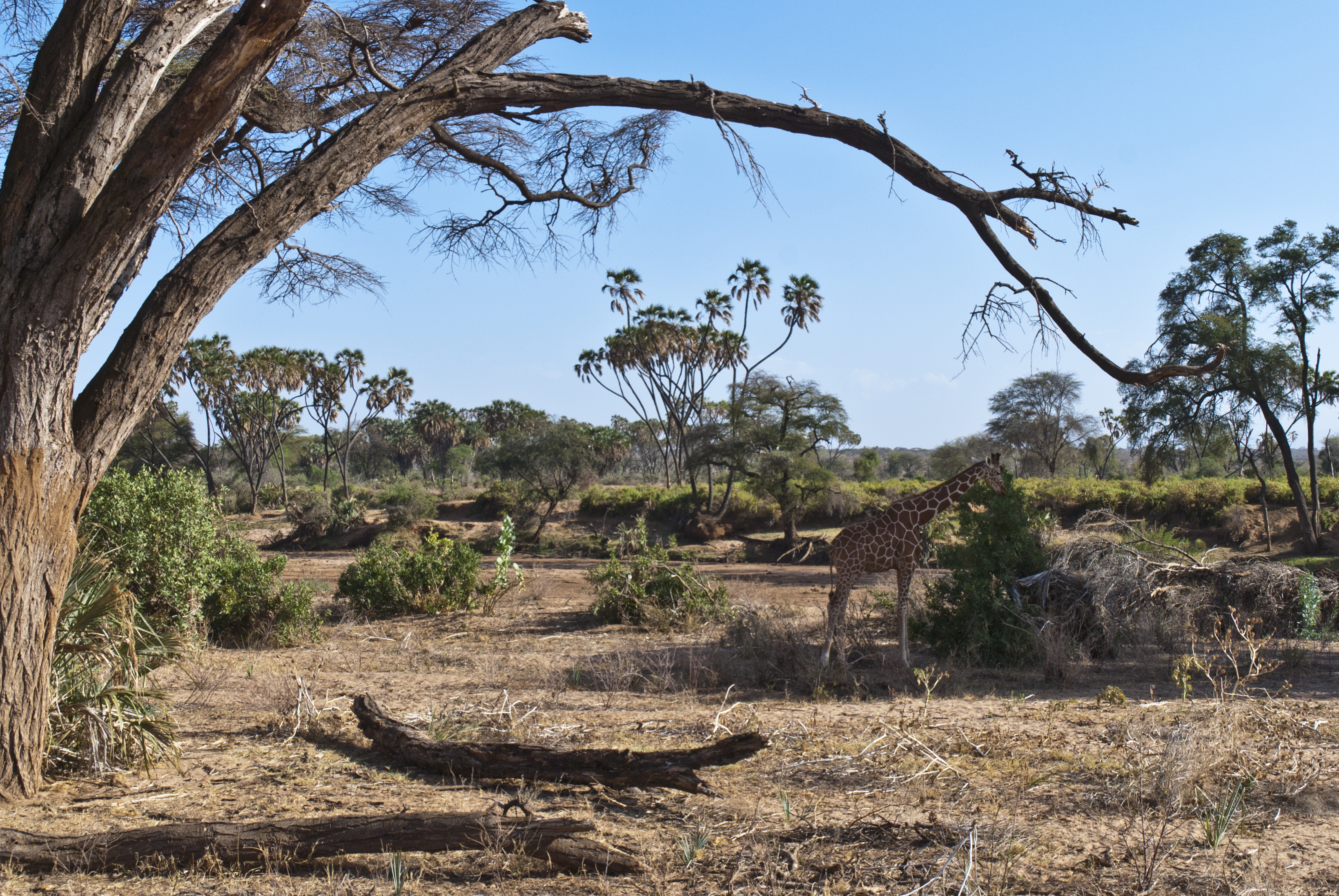 Auf Safari - Giraffe in Sicht