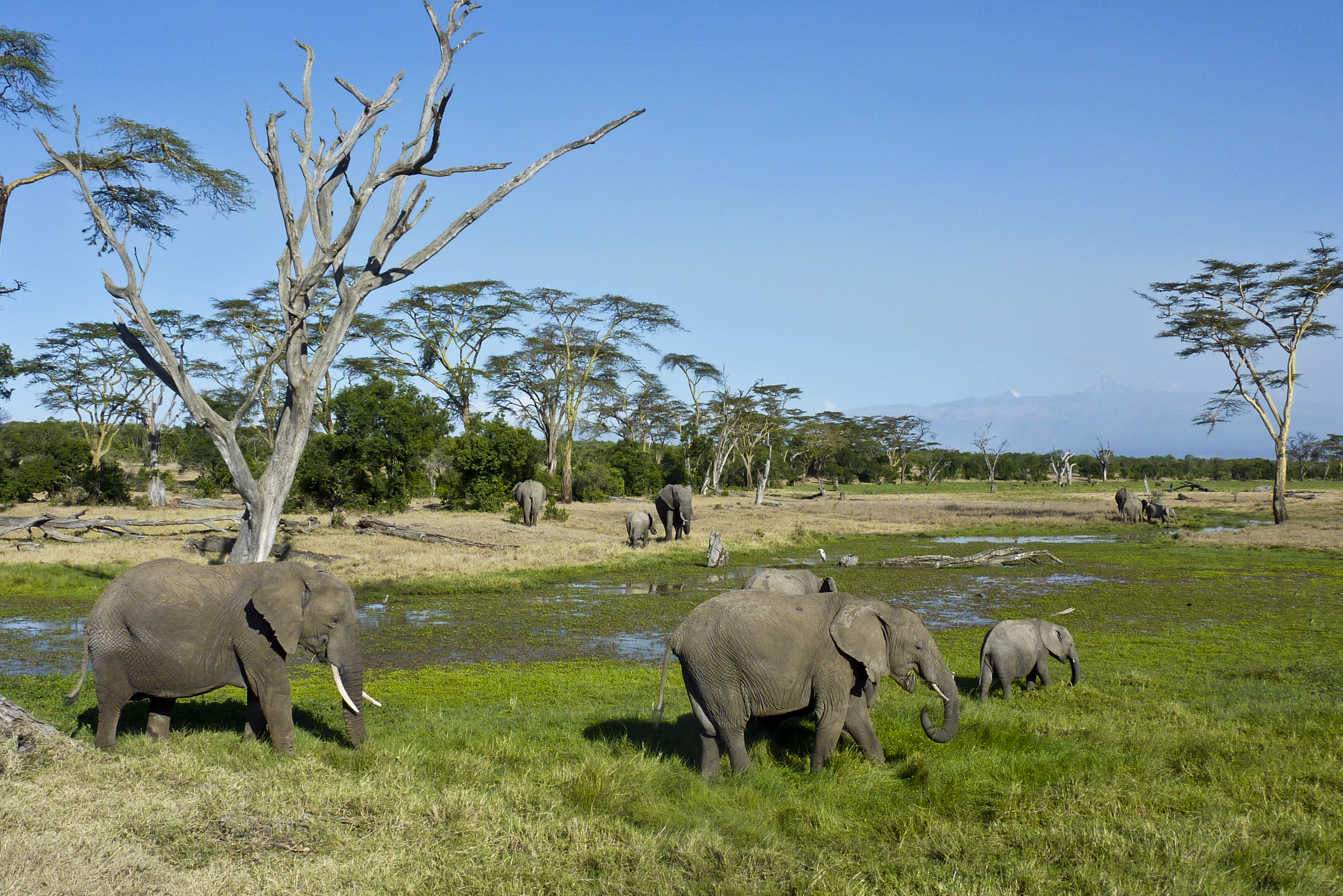 Afrikanische Elefanten