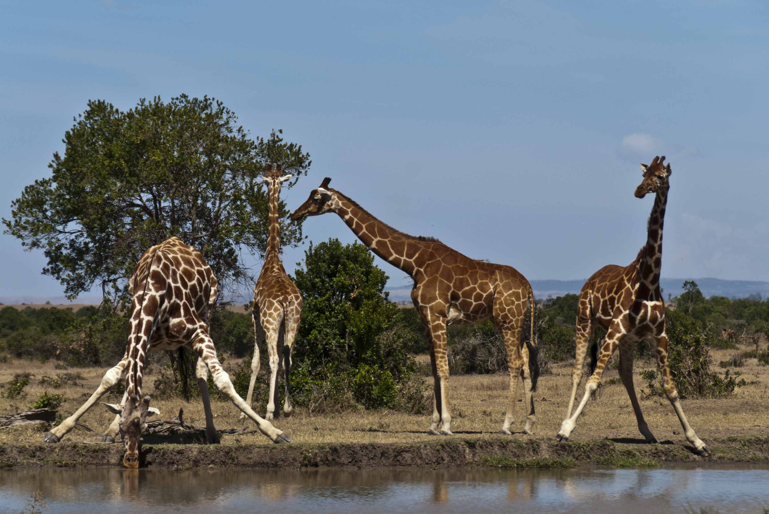 Giraffen am Wasserloch