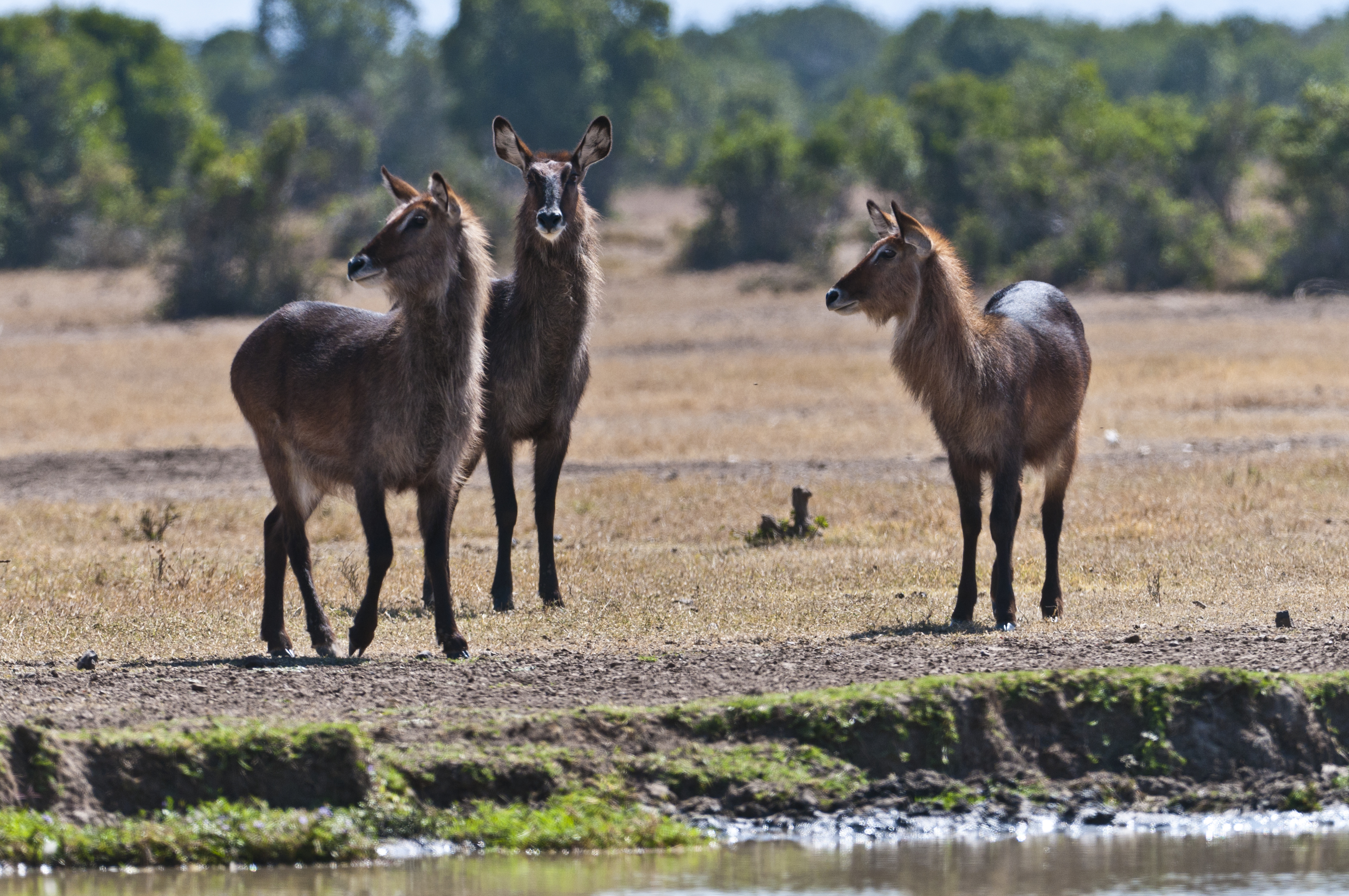 Wasserböcke am Wasserloch