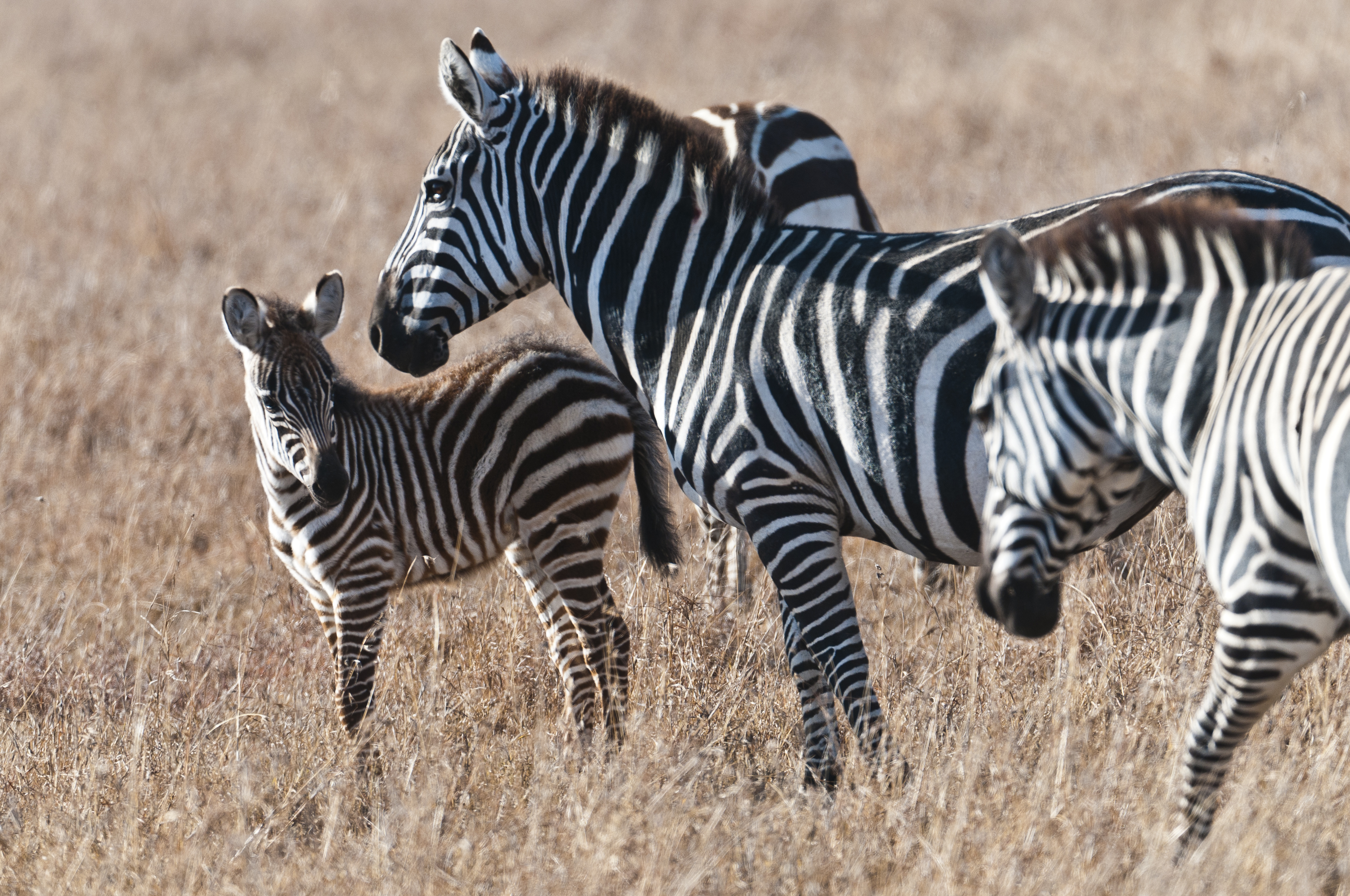 Zebra Mutter mit Jungem