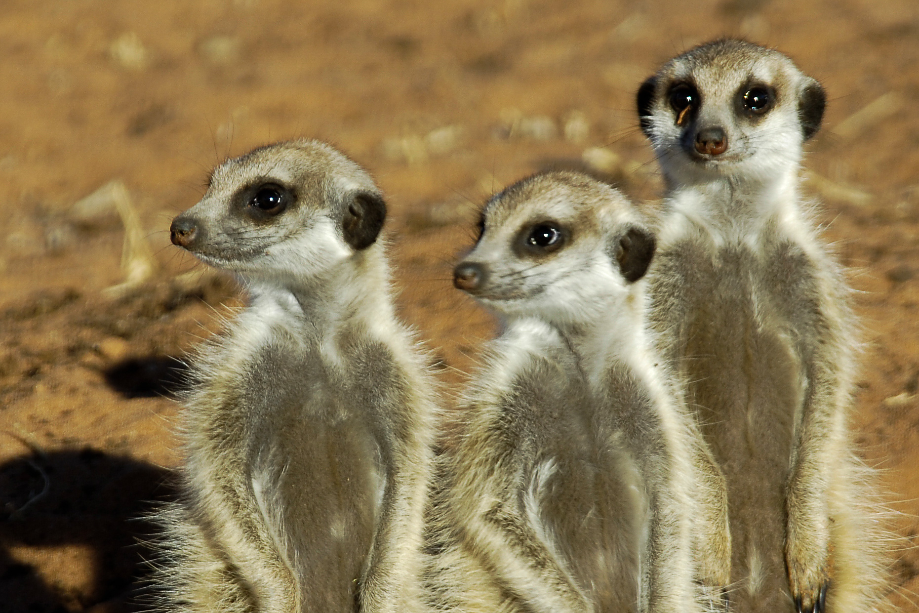 Erdmännchen