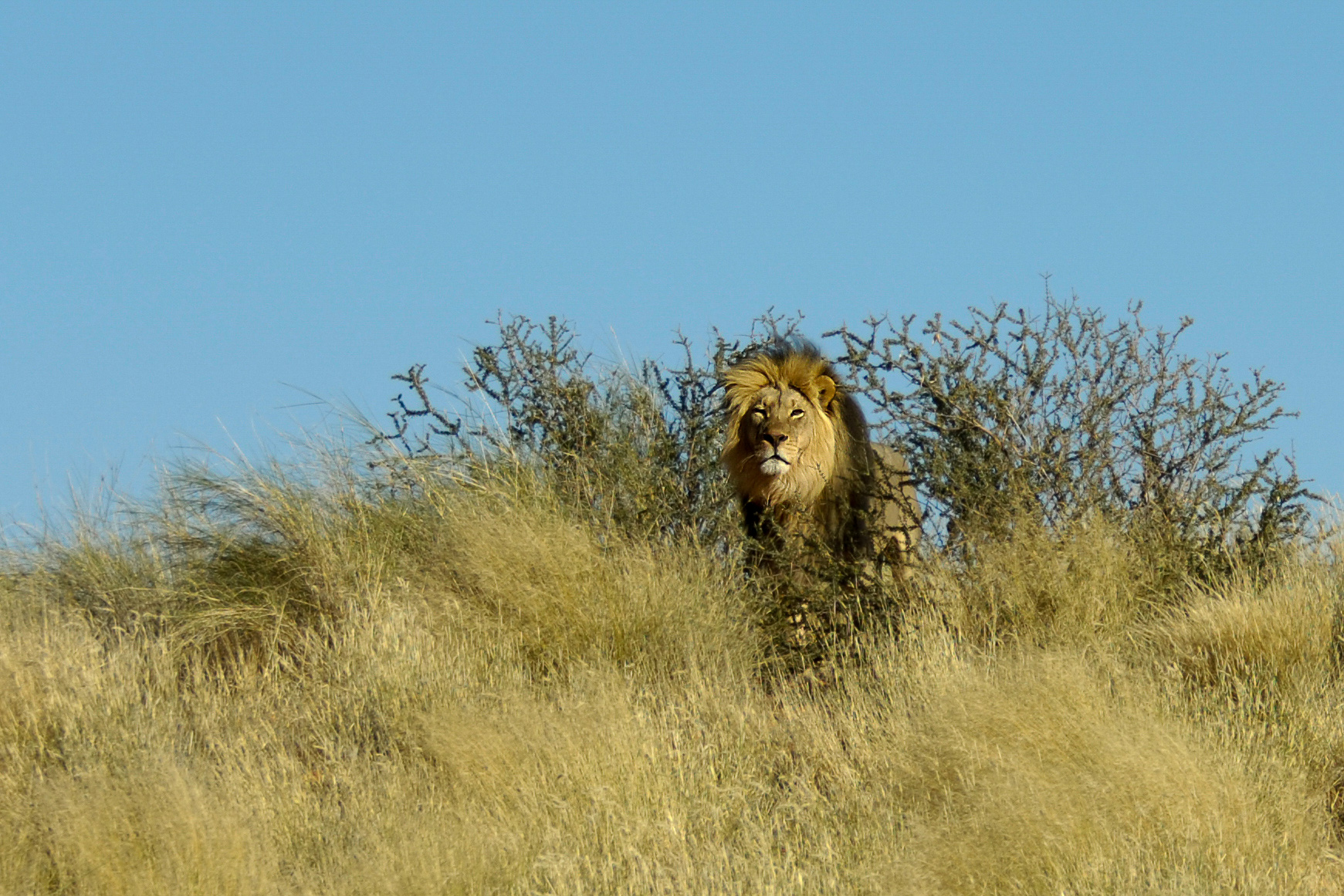 Kalahari Löwe