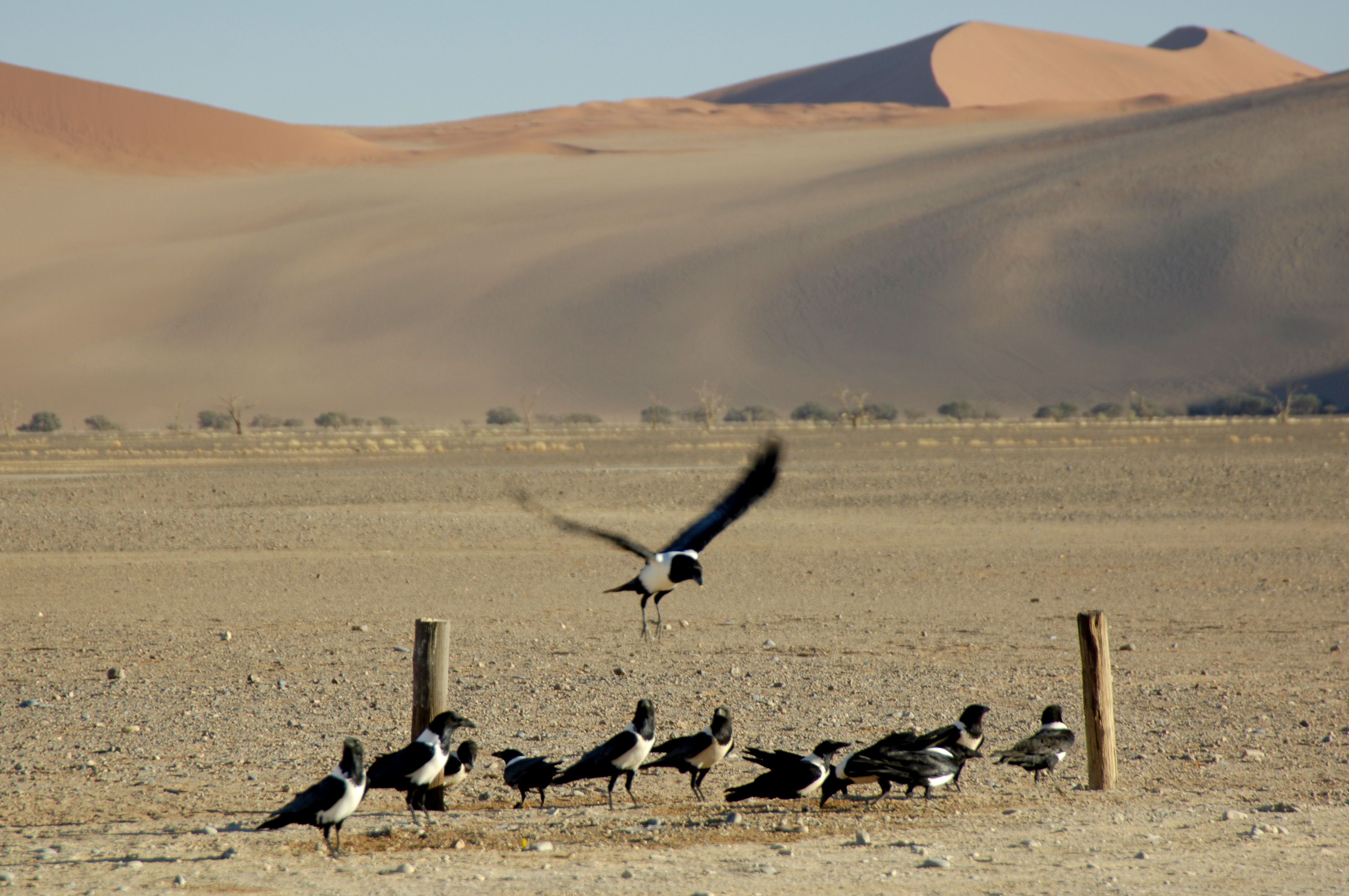 Schildraben - Sossusvlei