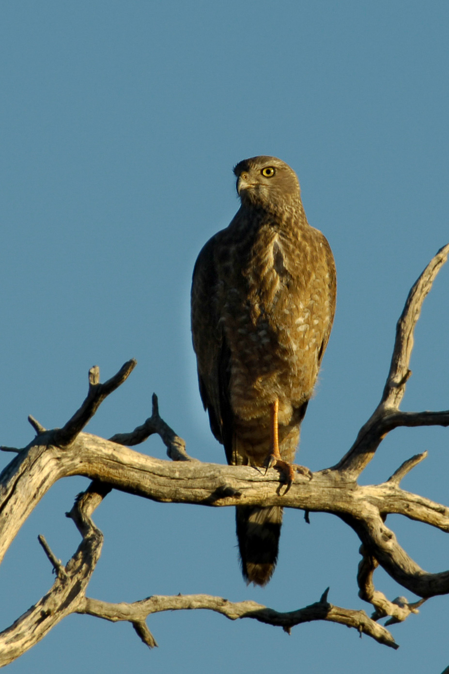 Bussard