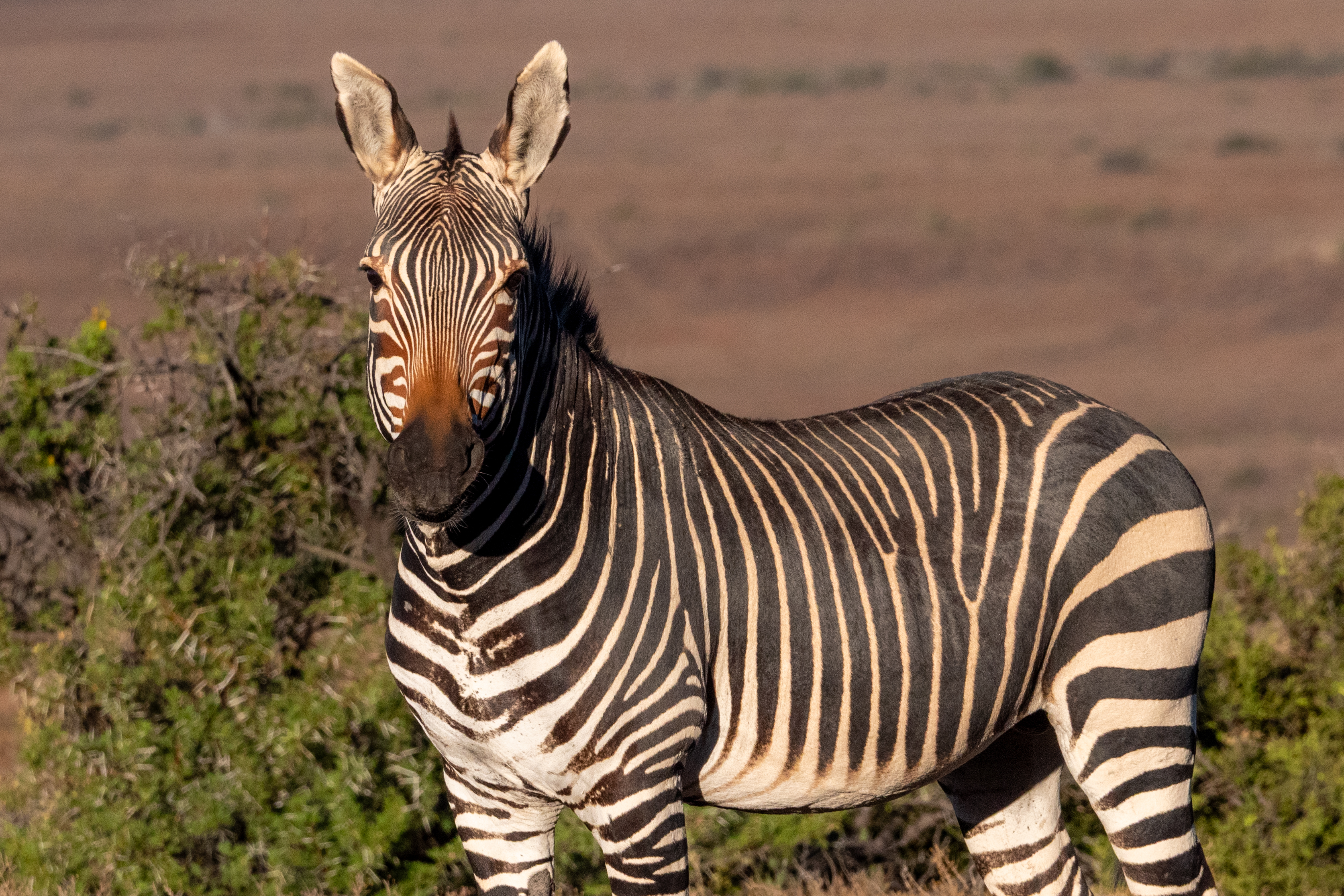 Bergzebra