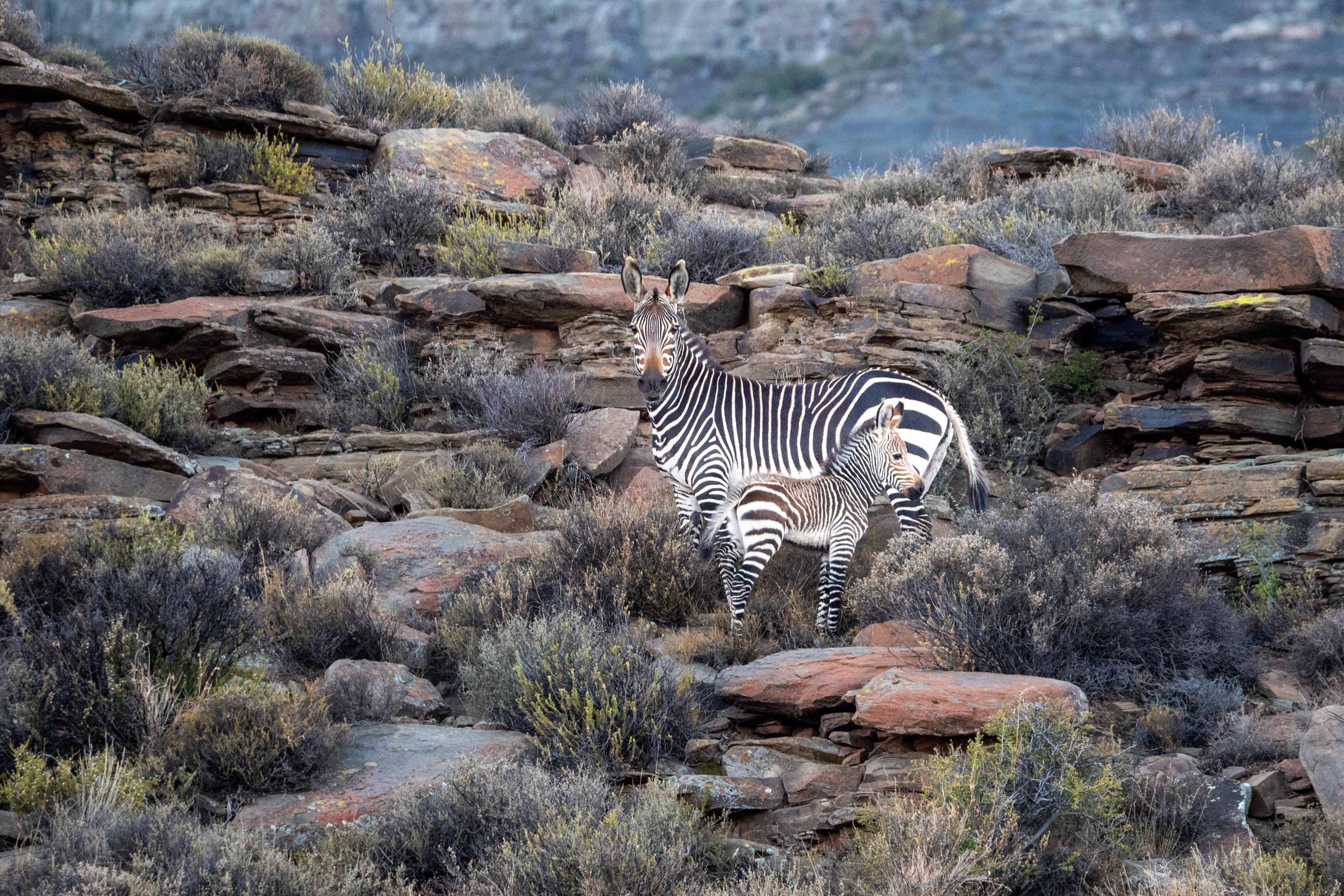 Bergzebras