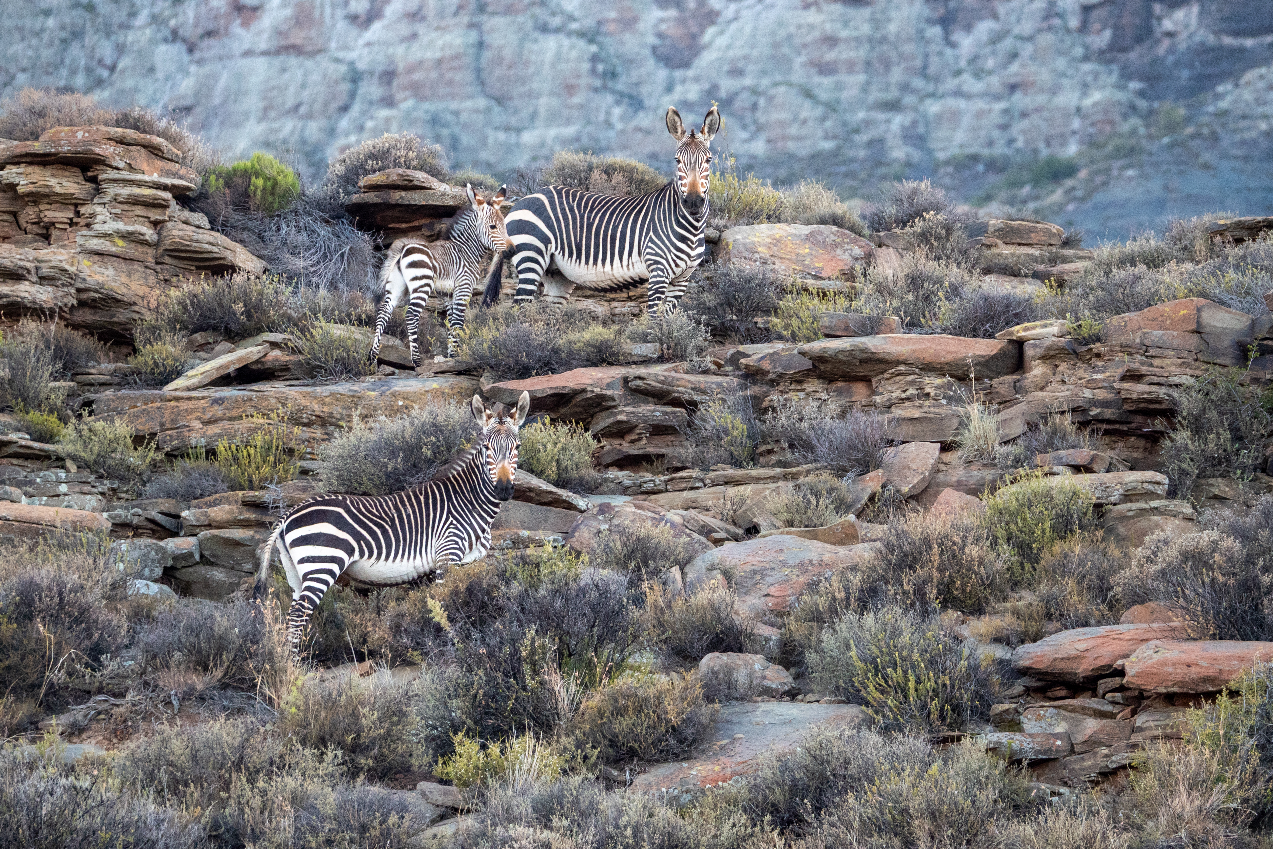 Bergzebras