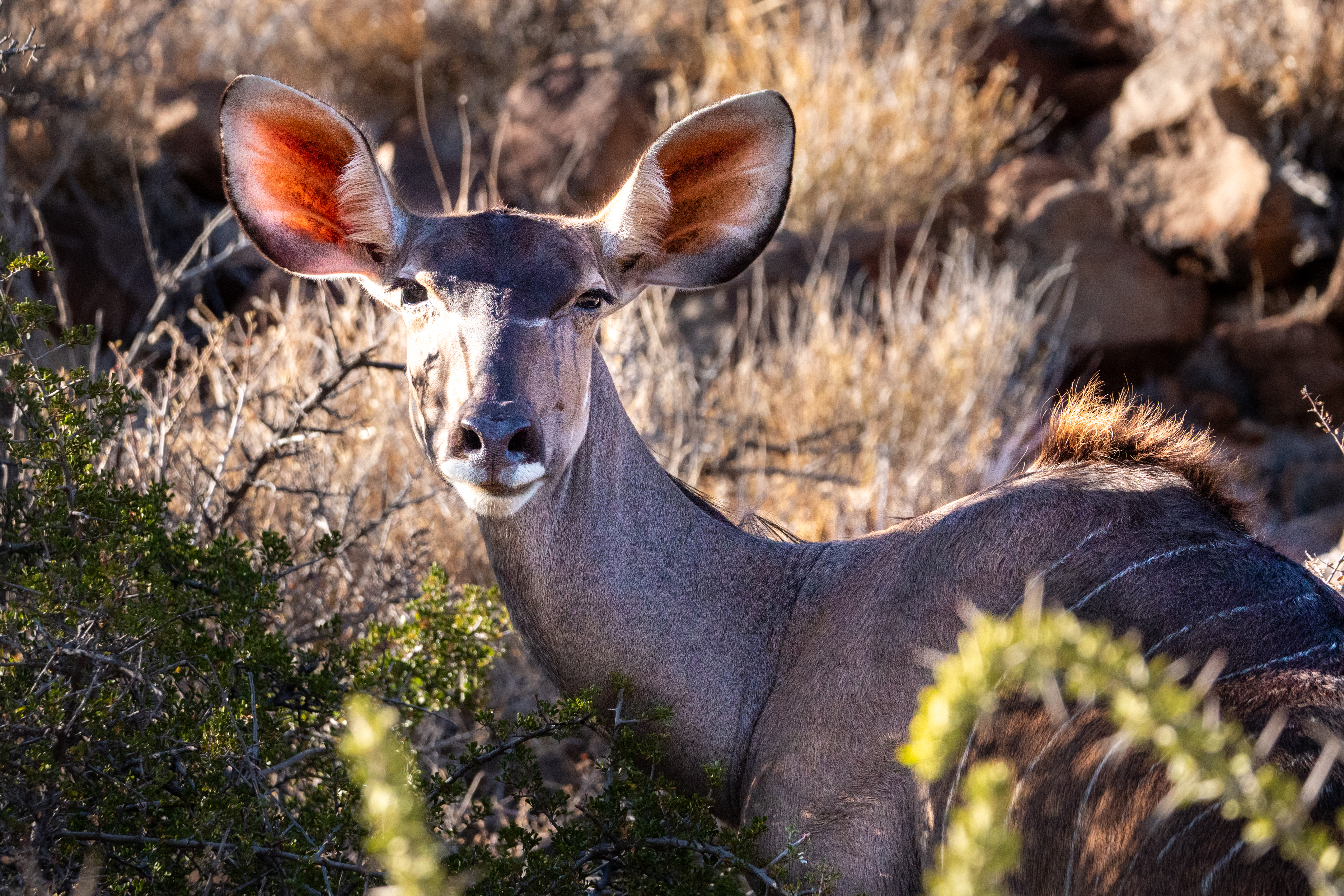 Kudu (w)