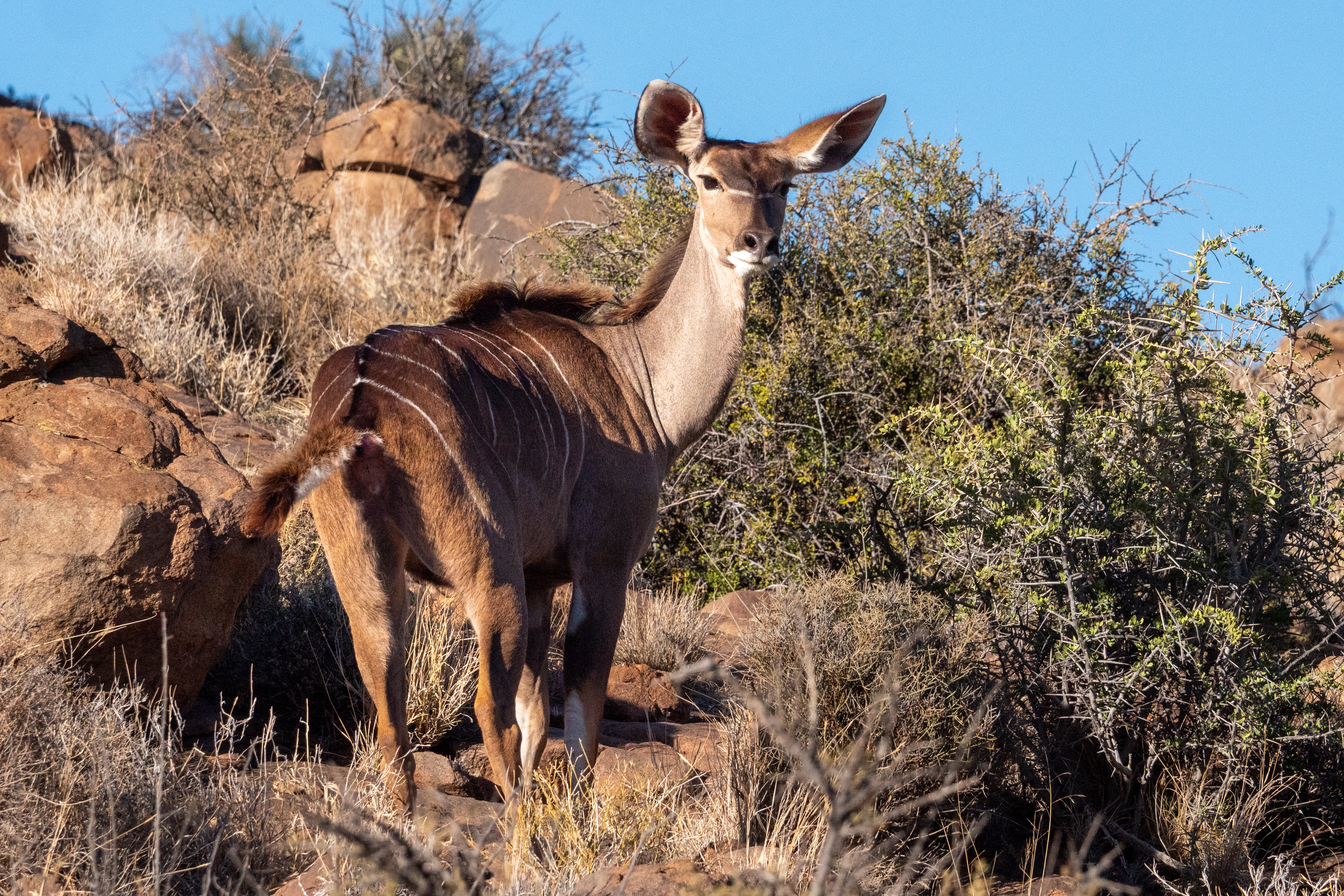 Kudu (w)