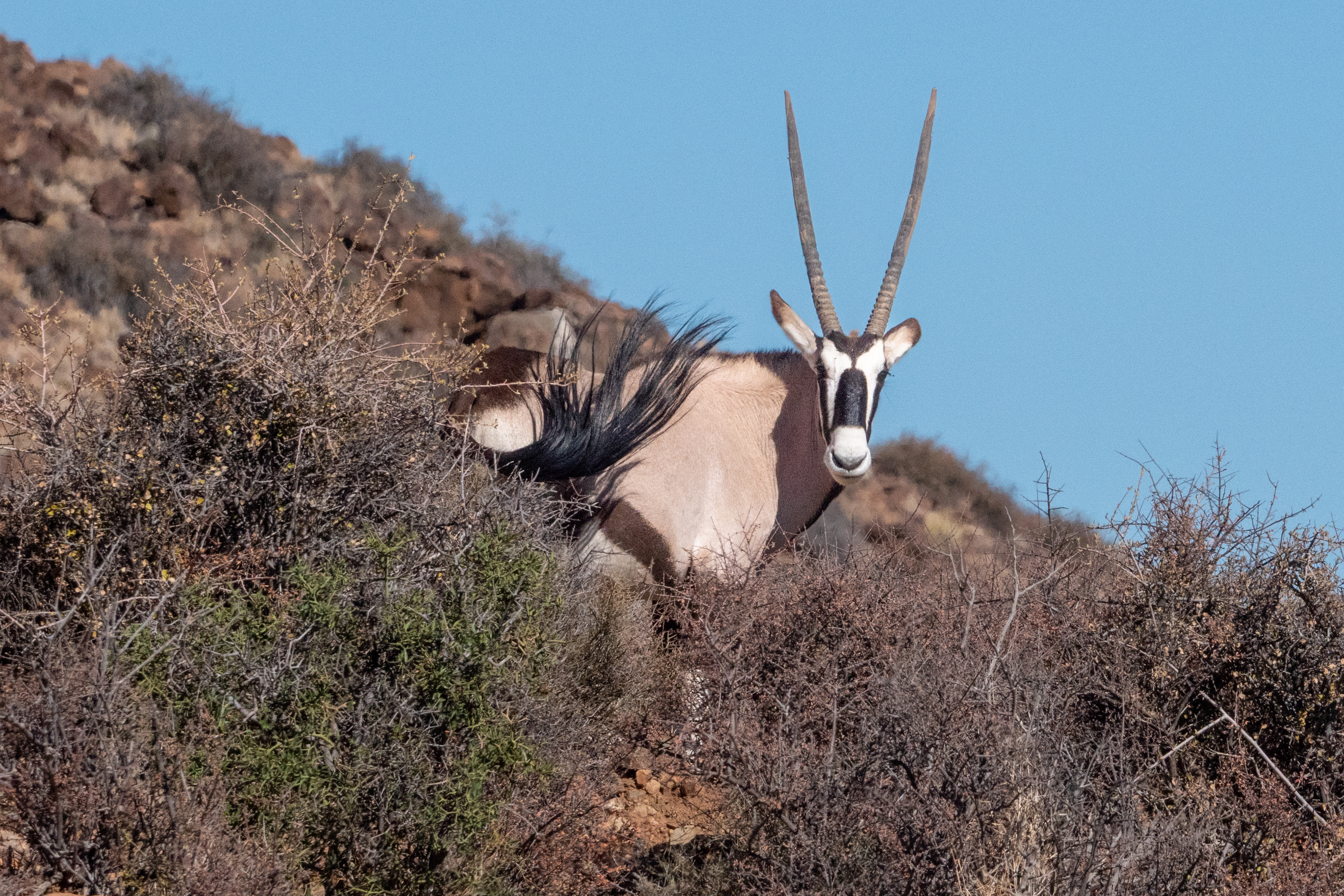 Oryx Antilope