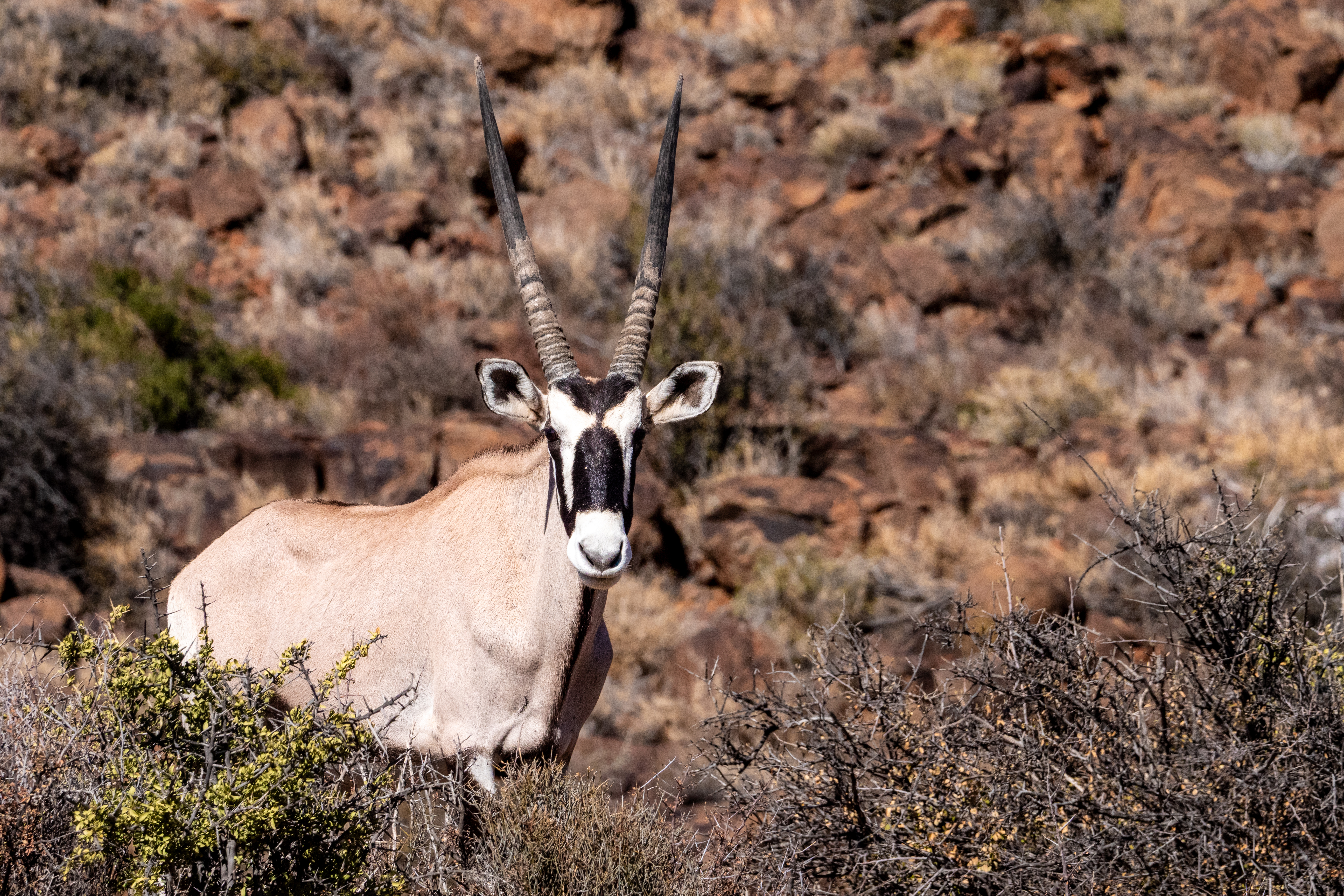 Oryx Antilope