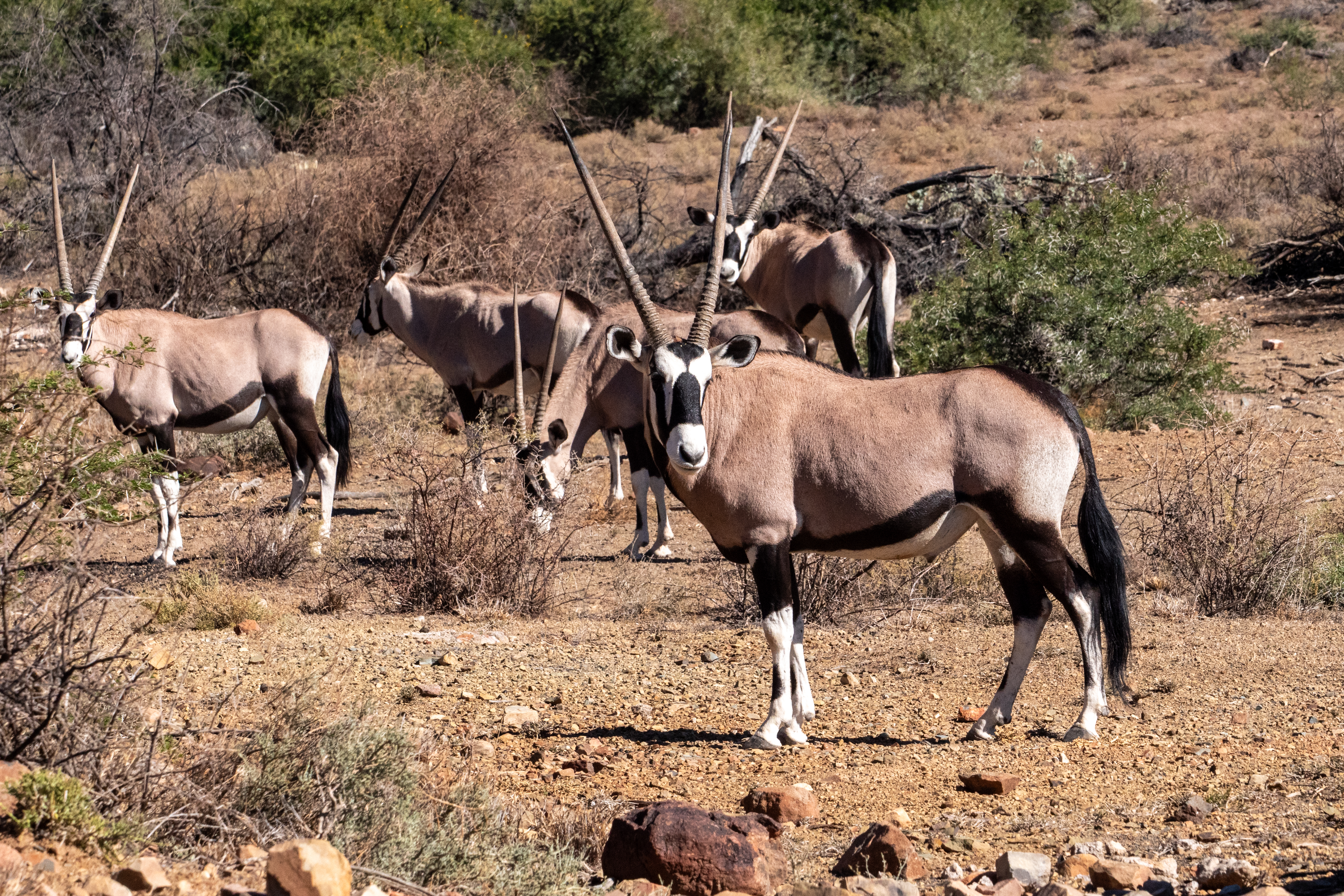 Oryx Antilopen