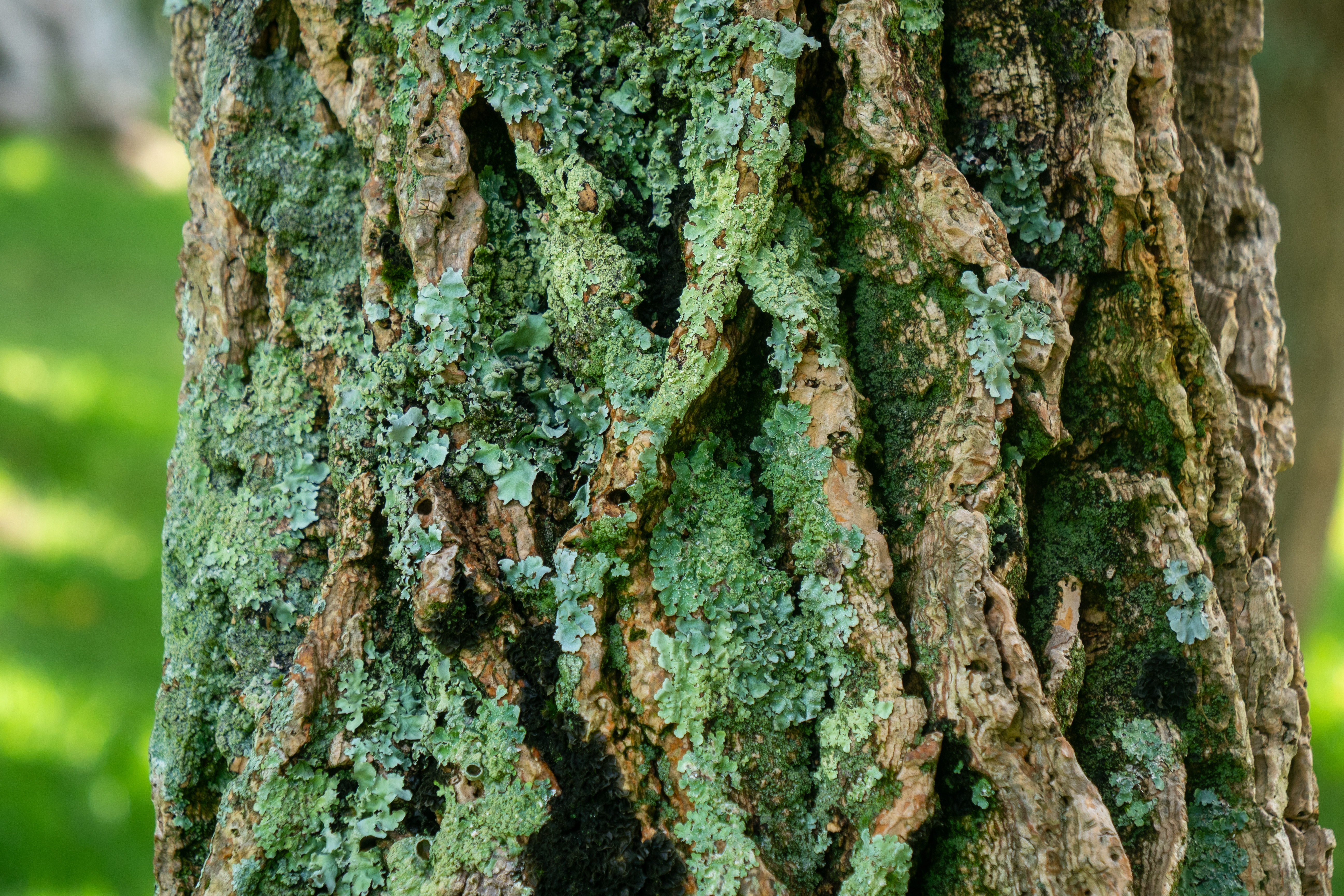 Botanischer Garten