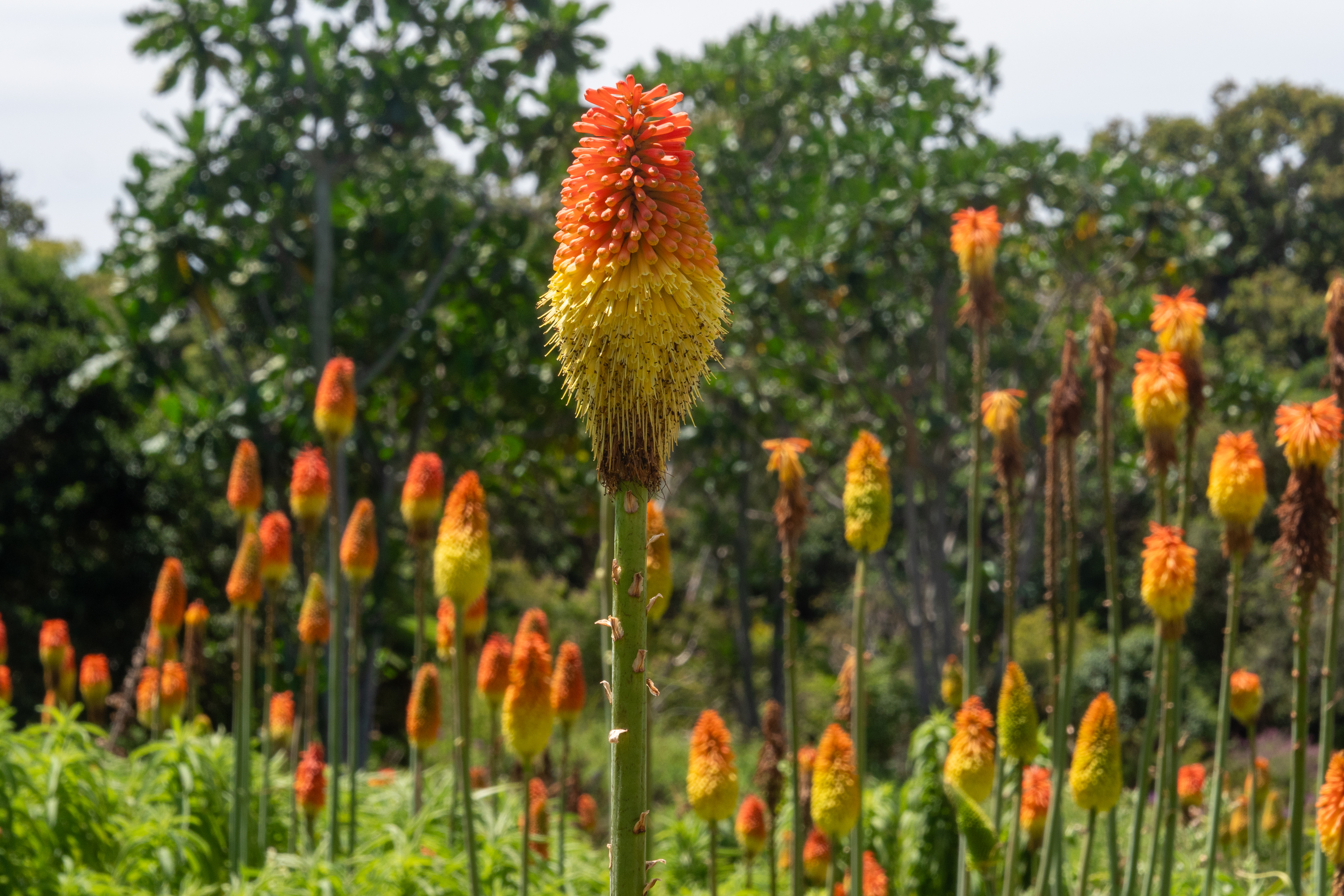 Kirstenbosch