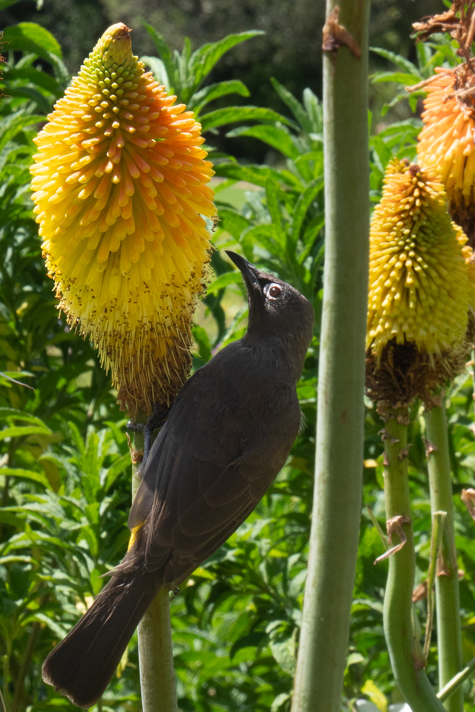 Kap Bulbul auf Fackellilie