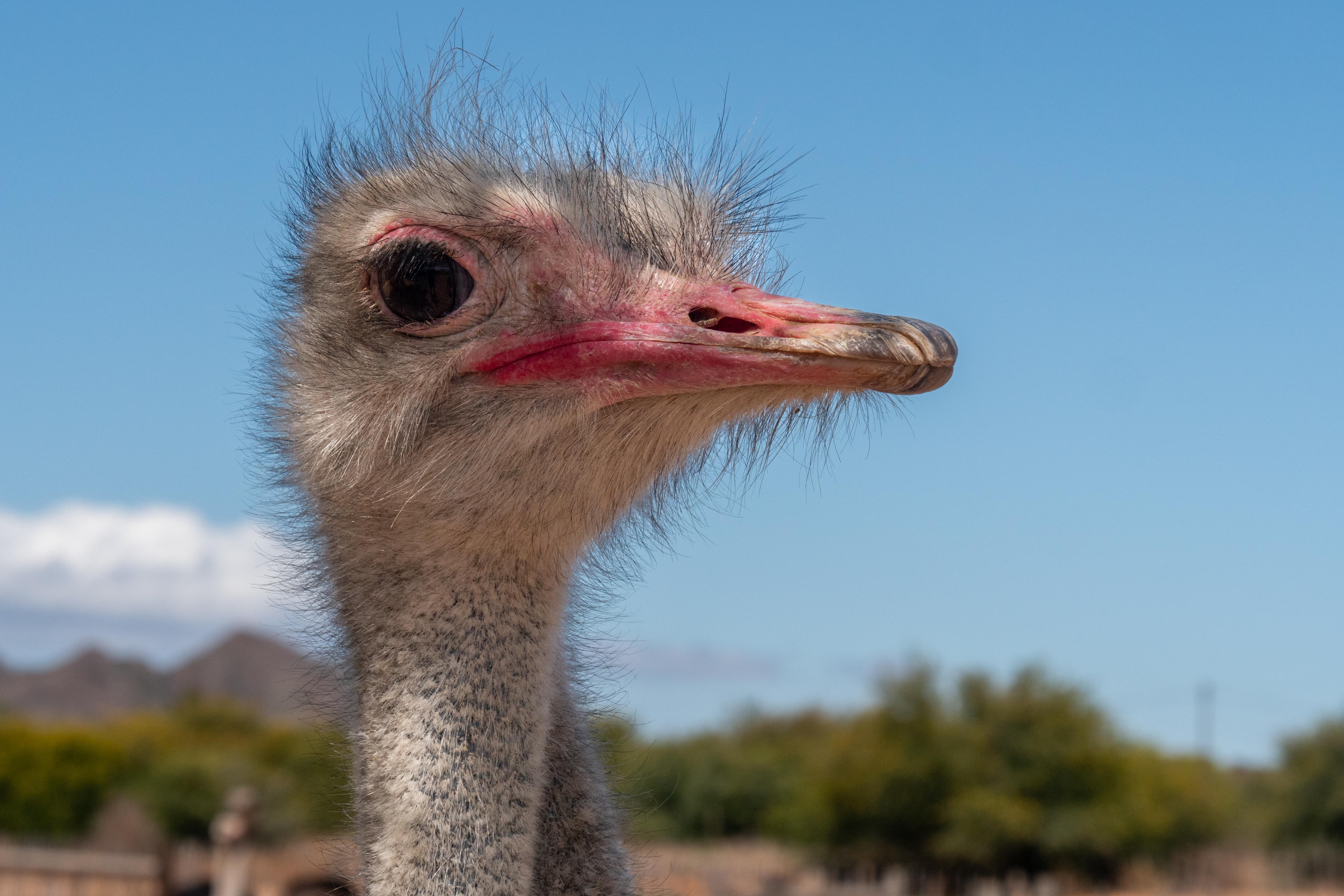 Straussenfarm "High gate" bei Outshoorn