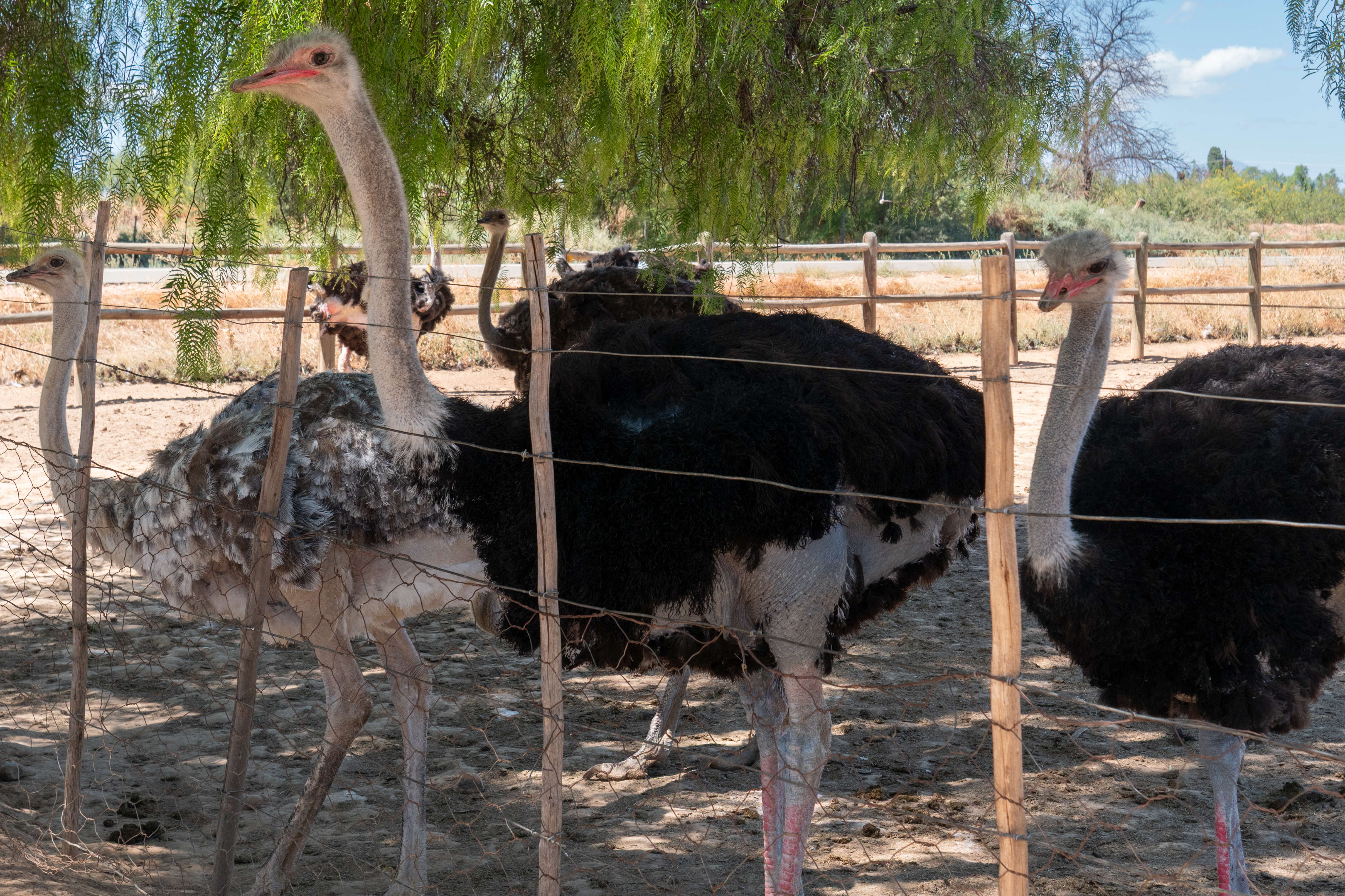 Straussenfarm "High gate" bei Outshoorn
