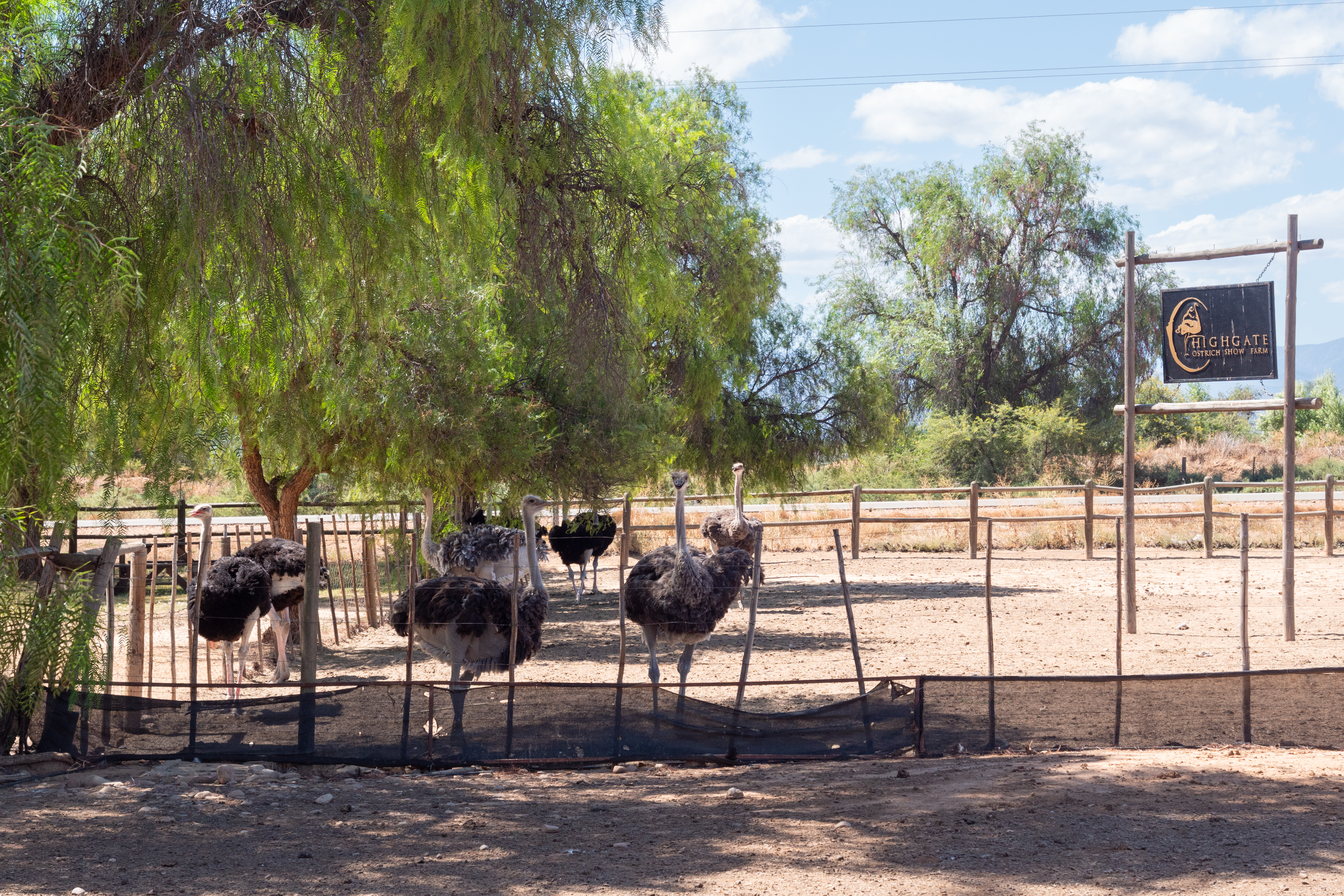 Straussenfarm "High gate" bei Outshoorn