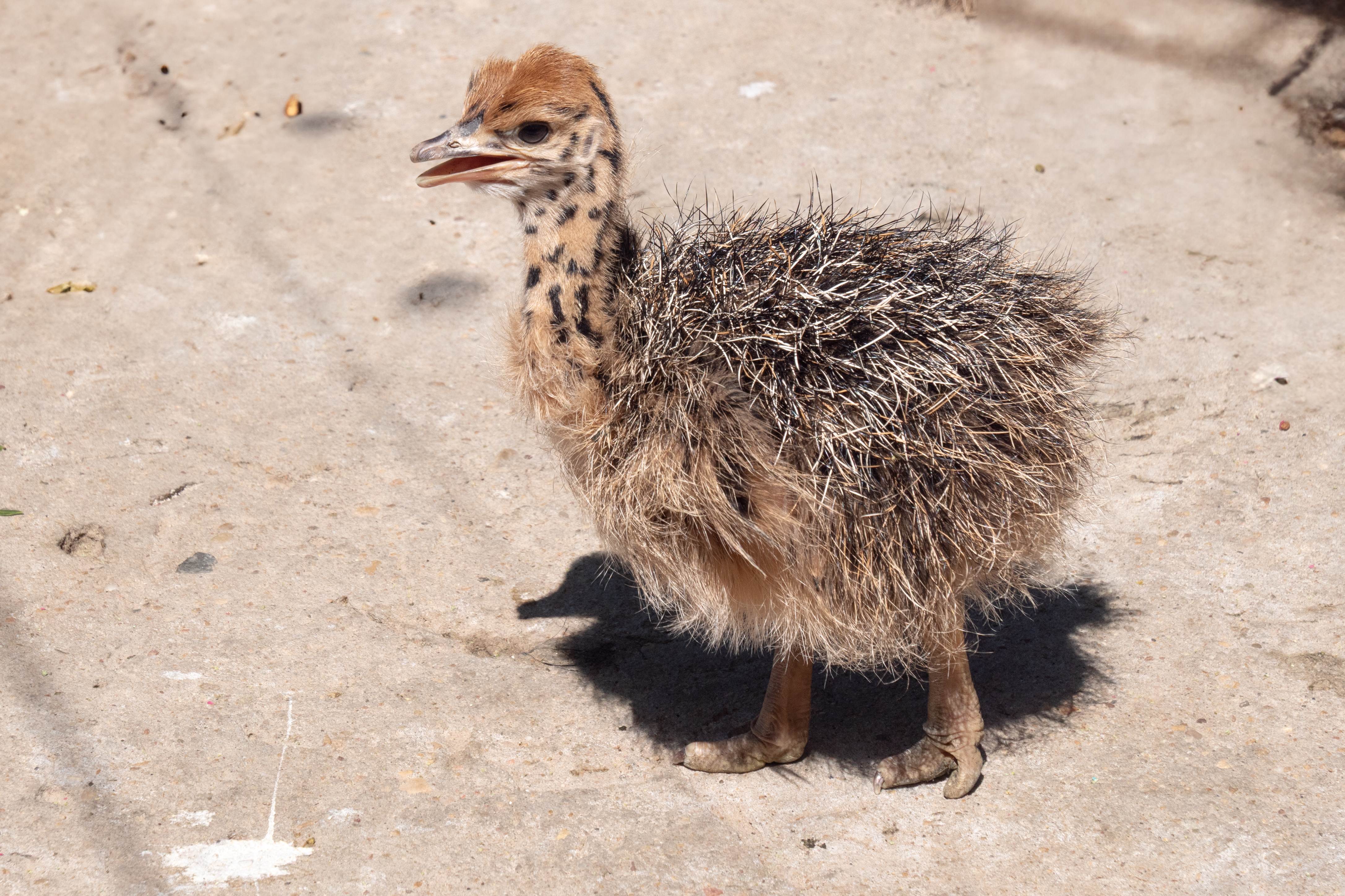 Straussenfarm "High gate" bei Outshoorn