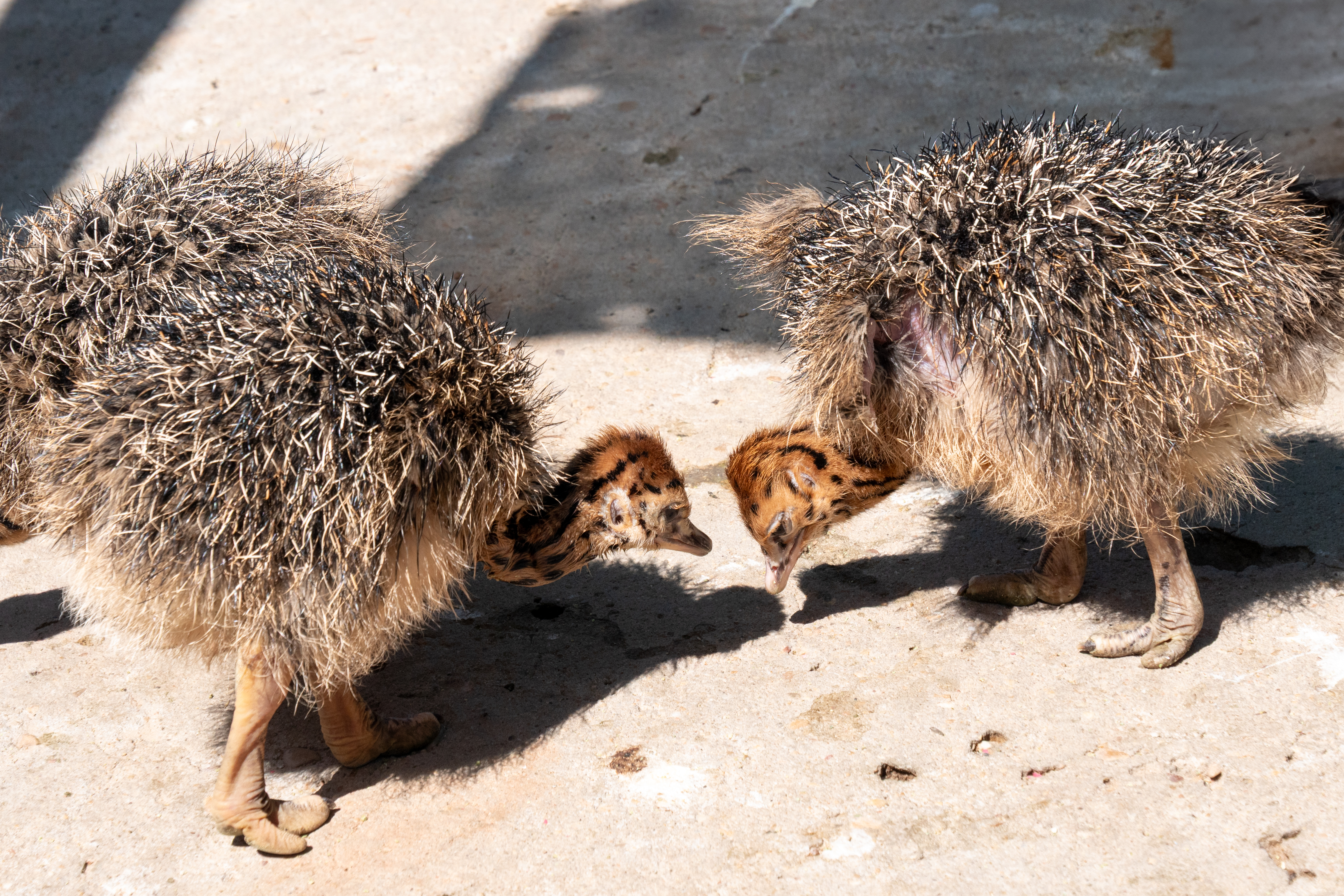 Straussenfarm "High gate" bei Outshoorn