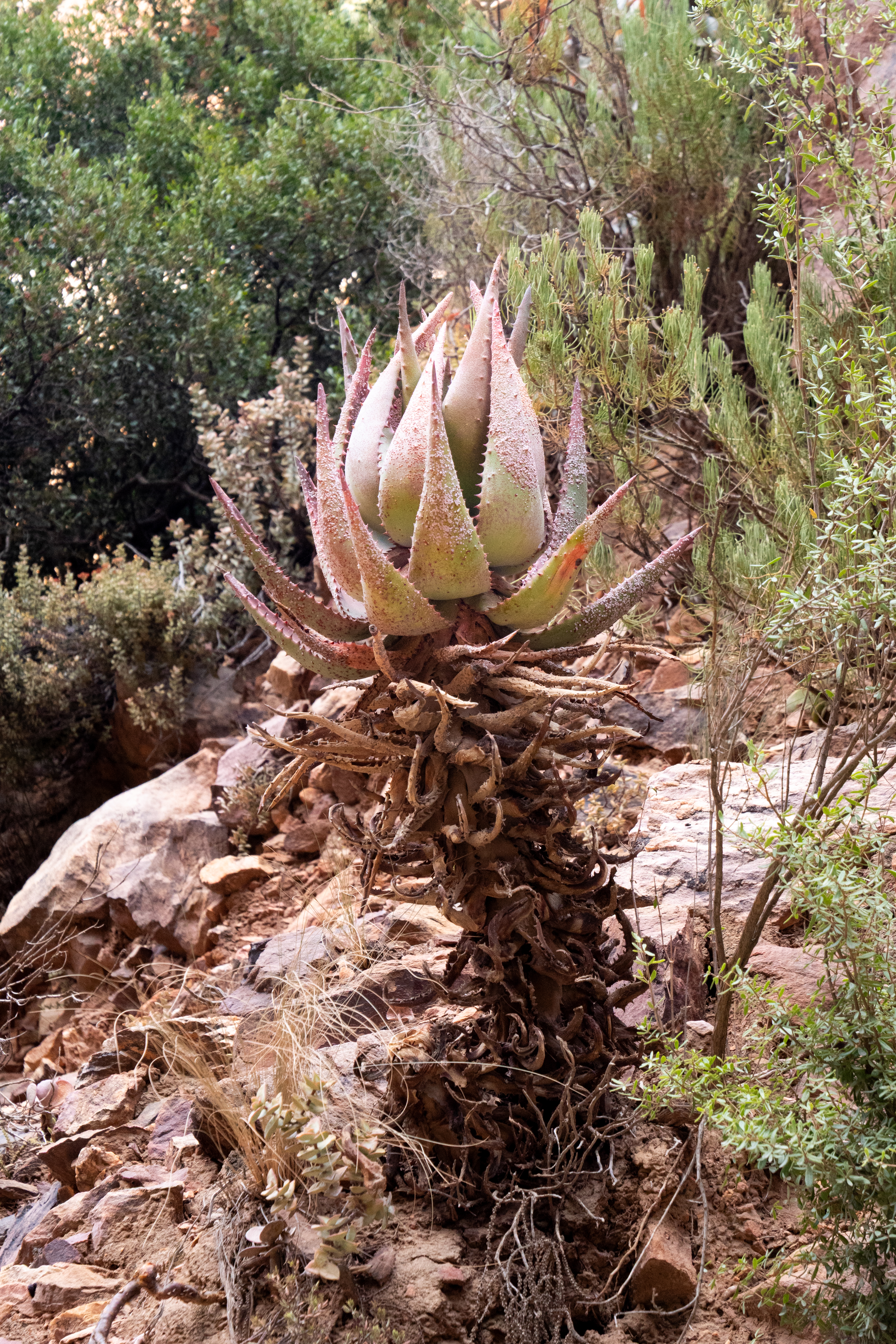 Afrikanische Aloe