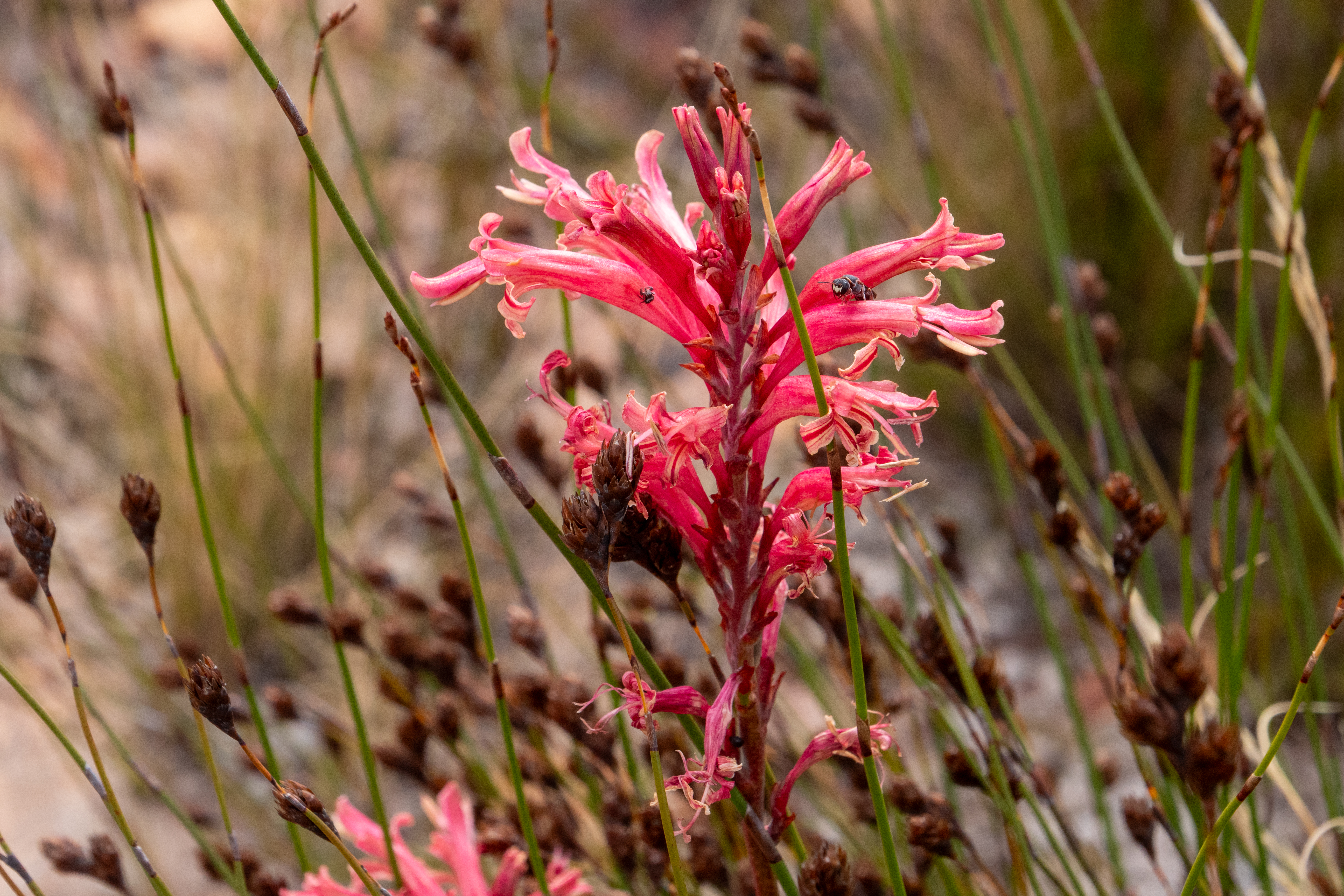 Tritoniopsis Blume