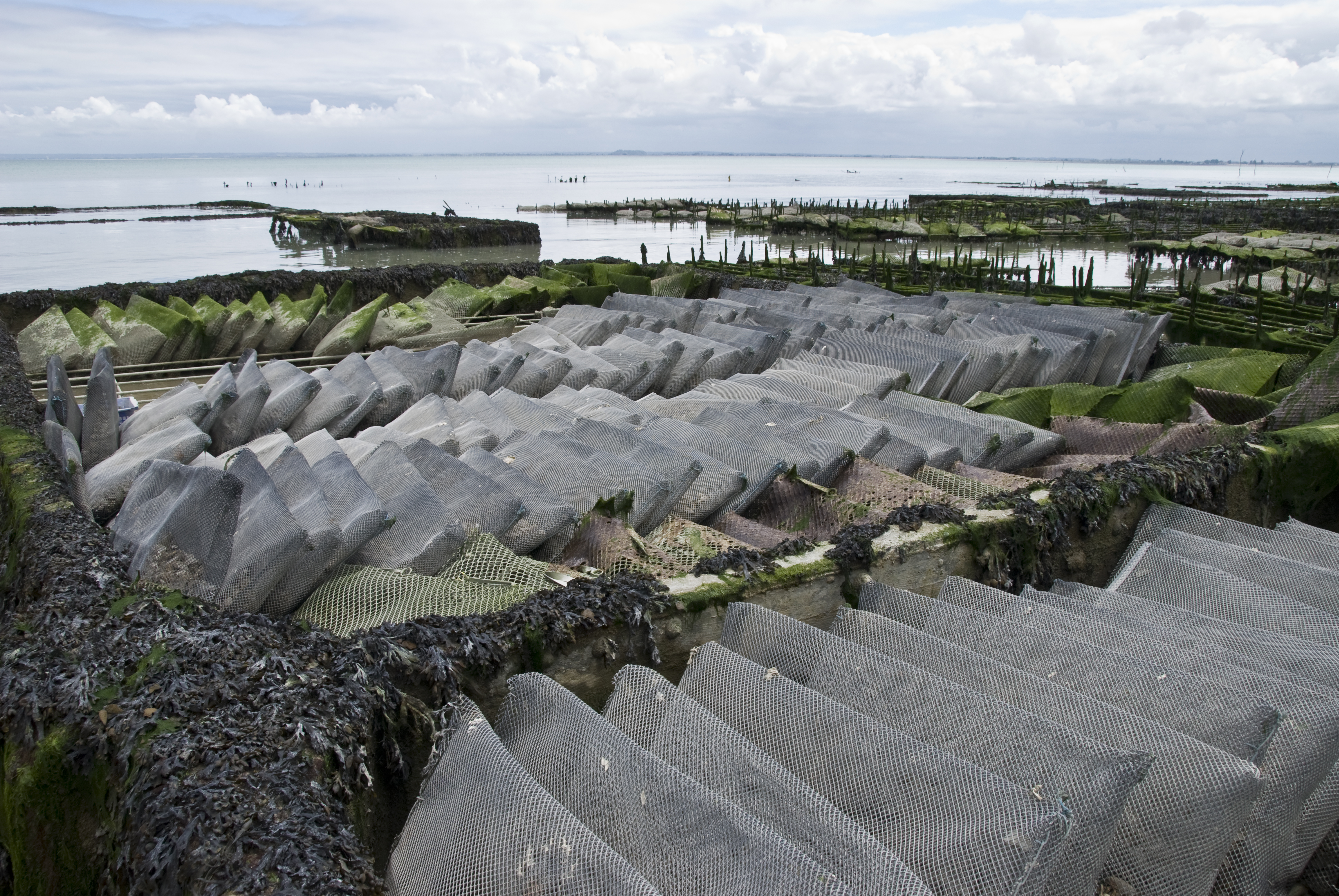 Austernzucht Cancale