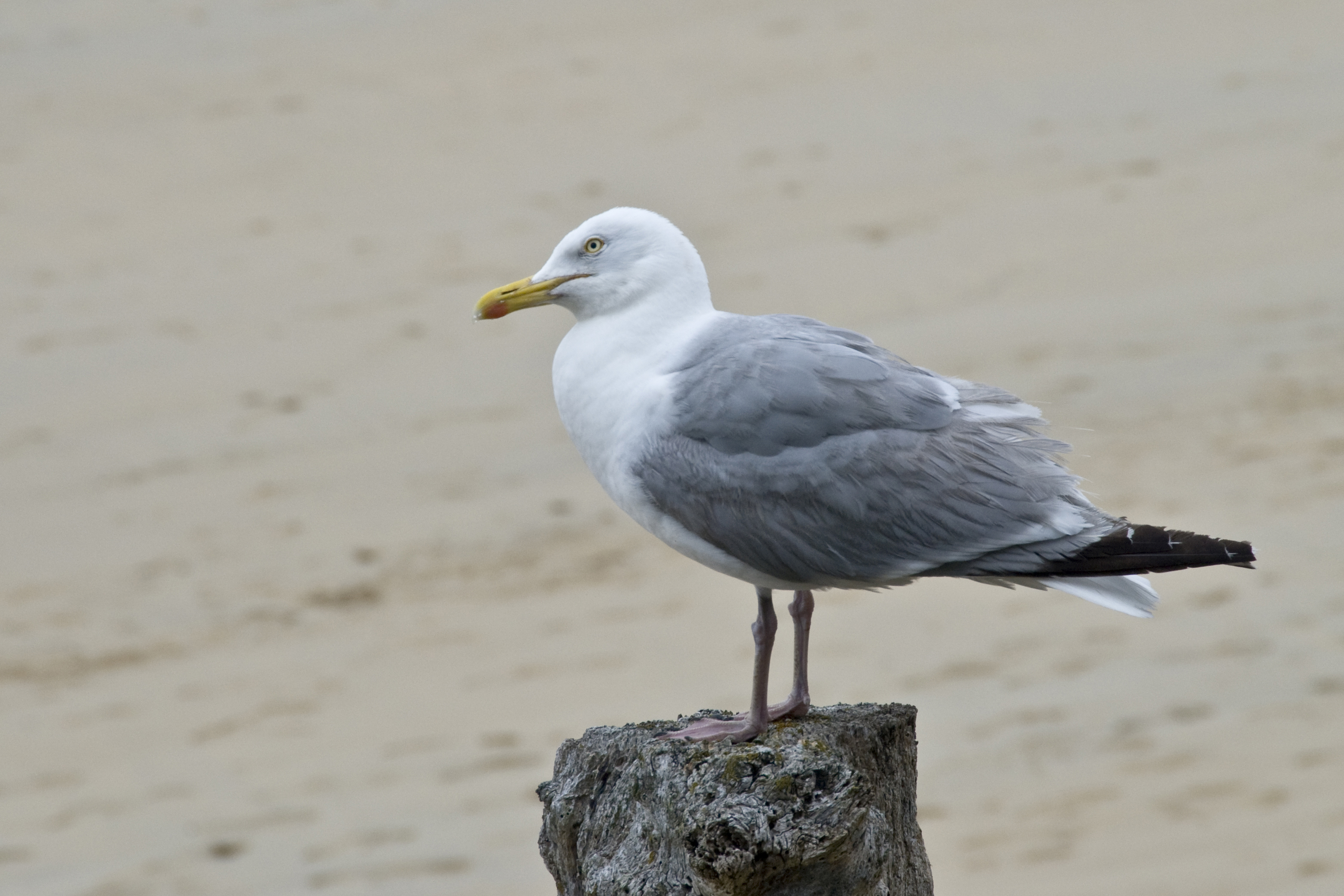 Saint Malo