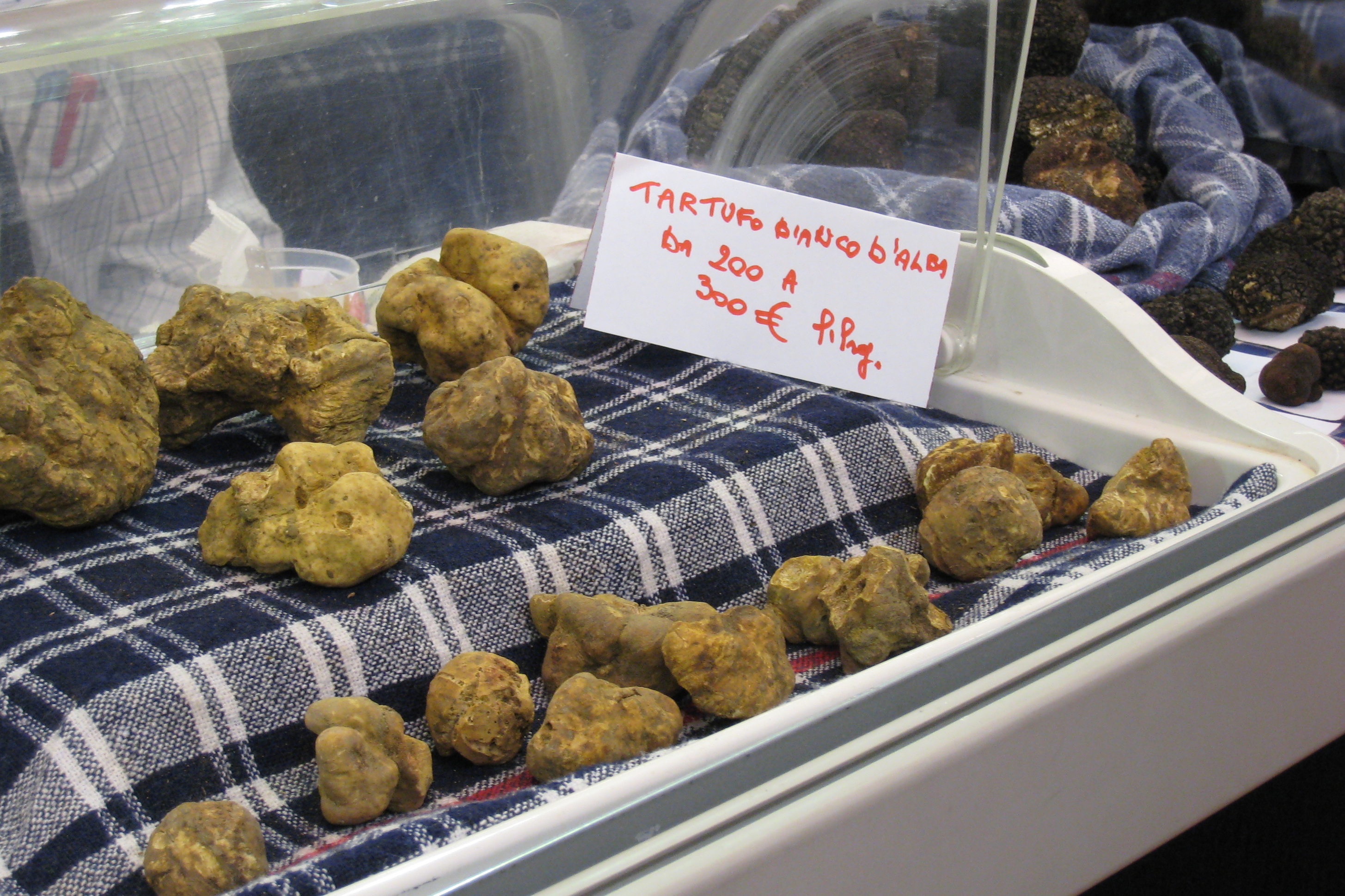 Trüffel Messe, Alba