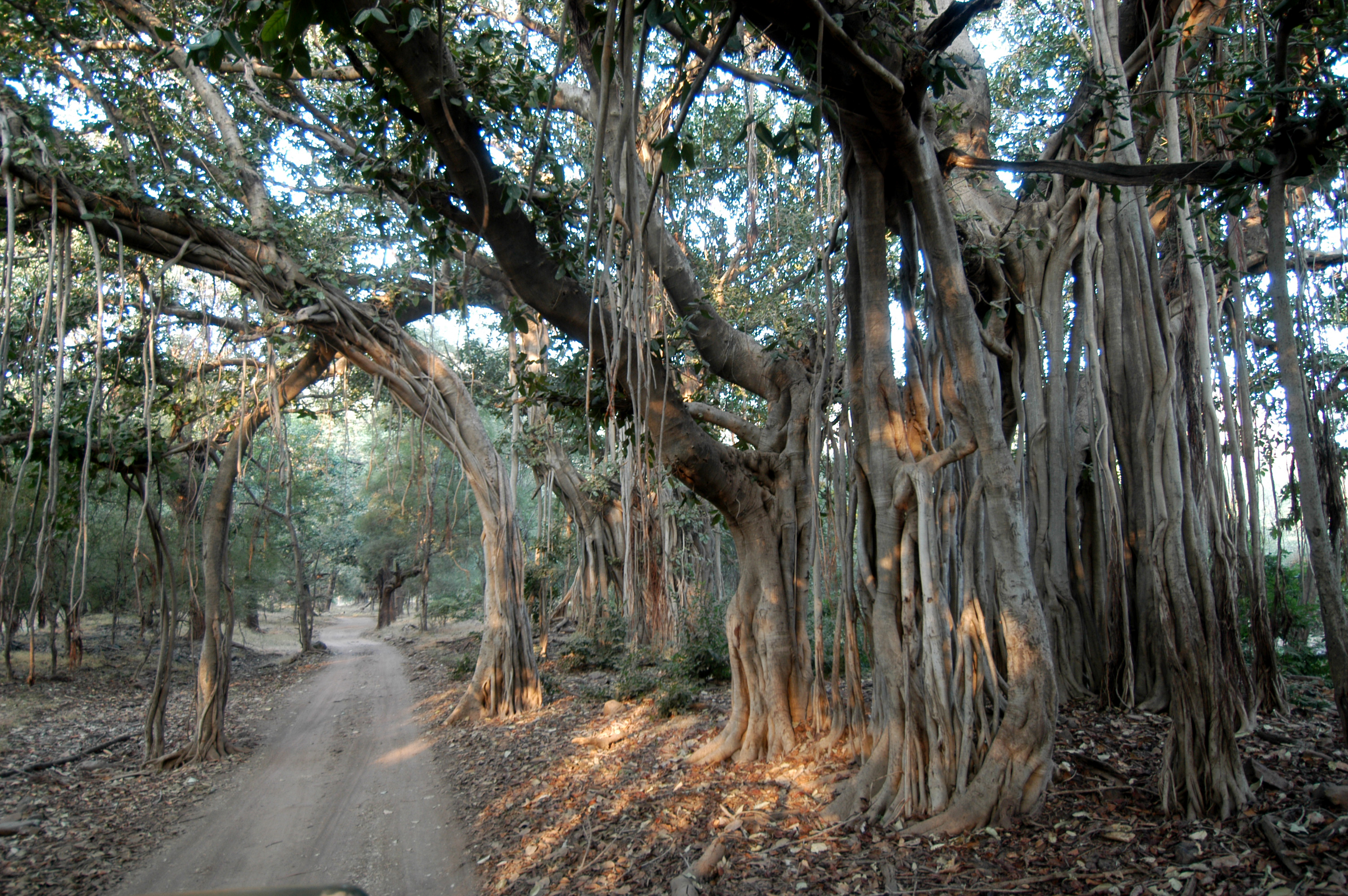 07Ranthambore003
