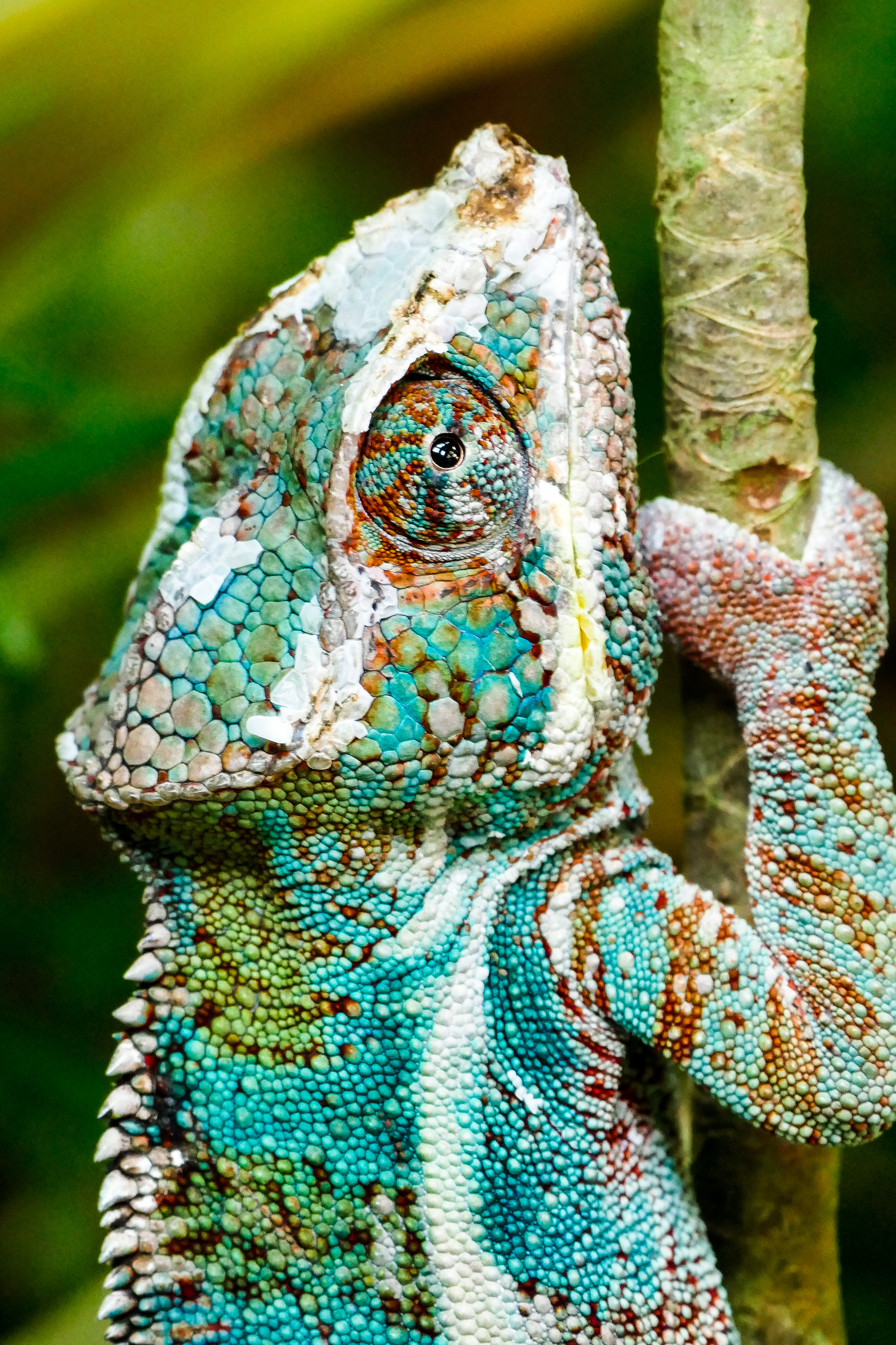 Chamäleon