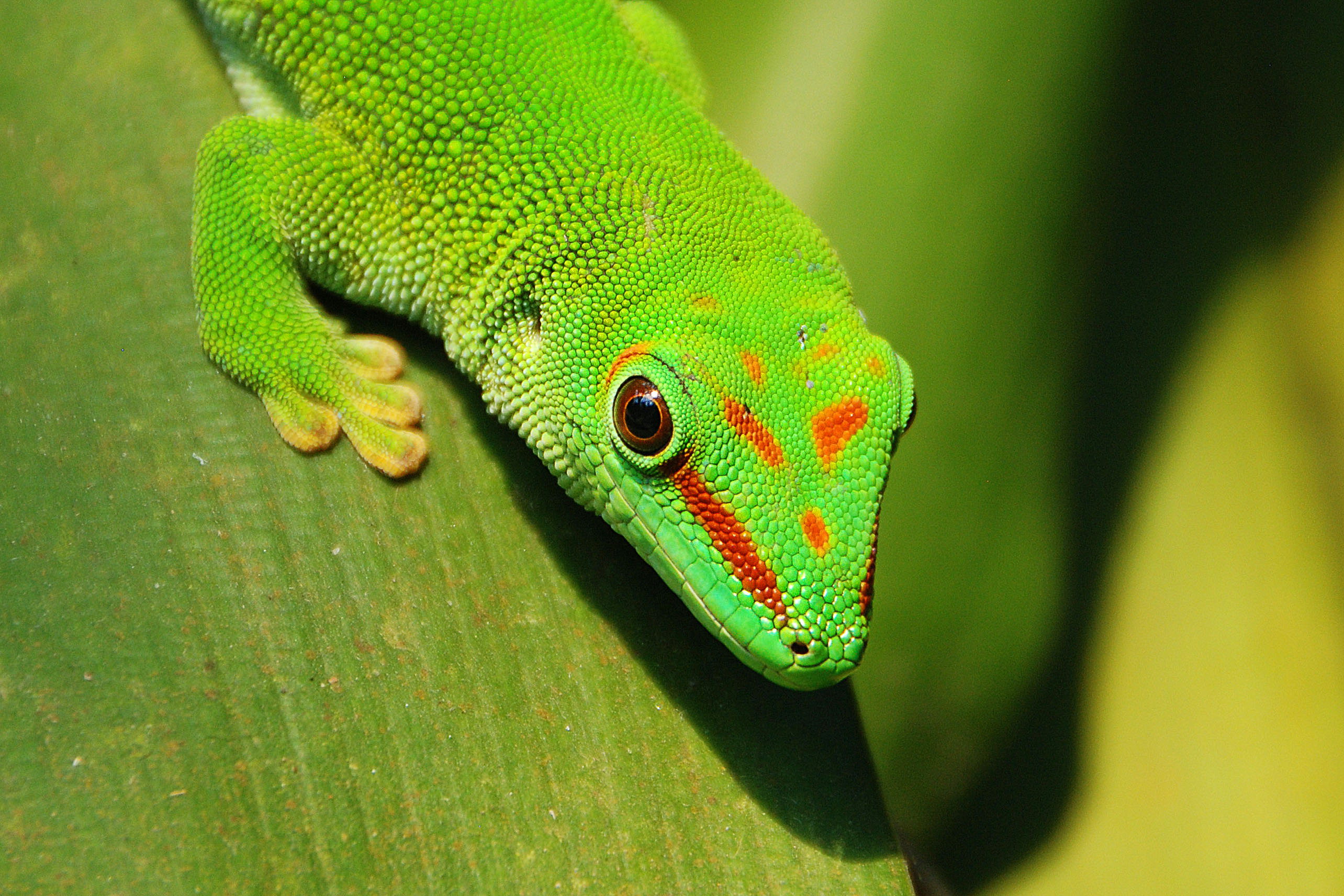 Gecko
