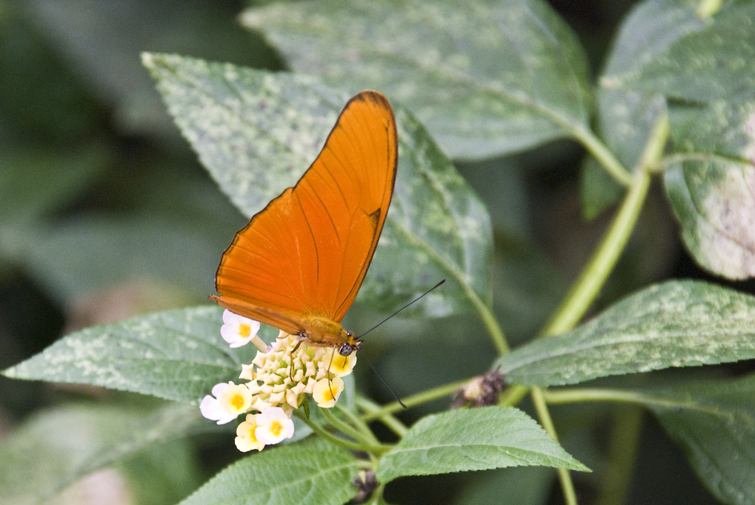 Schmetterlinge