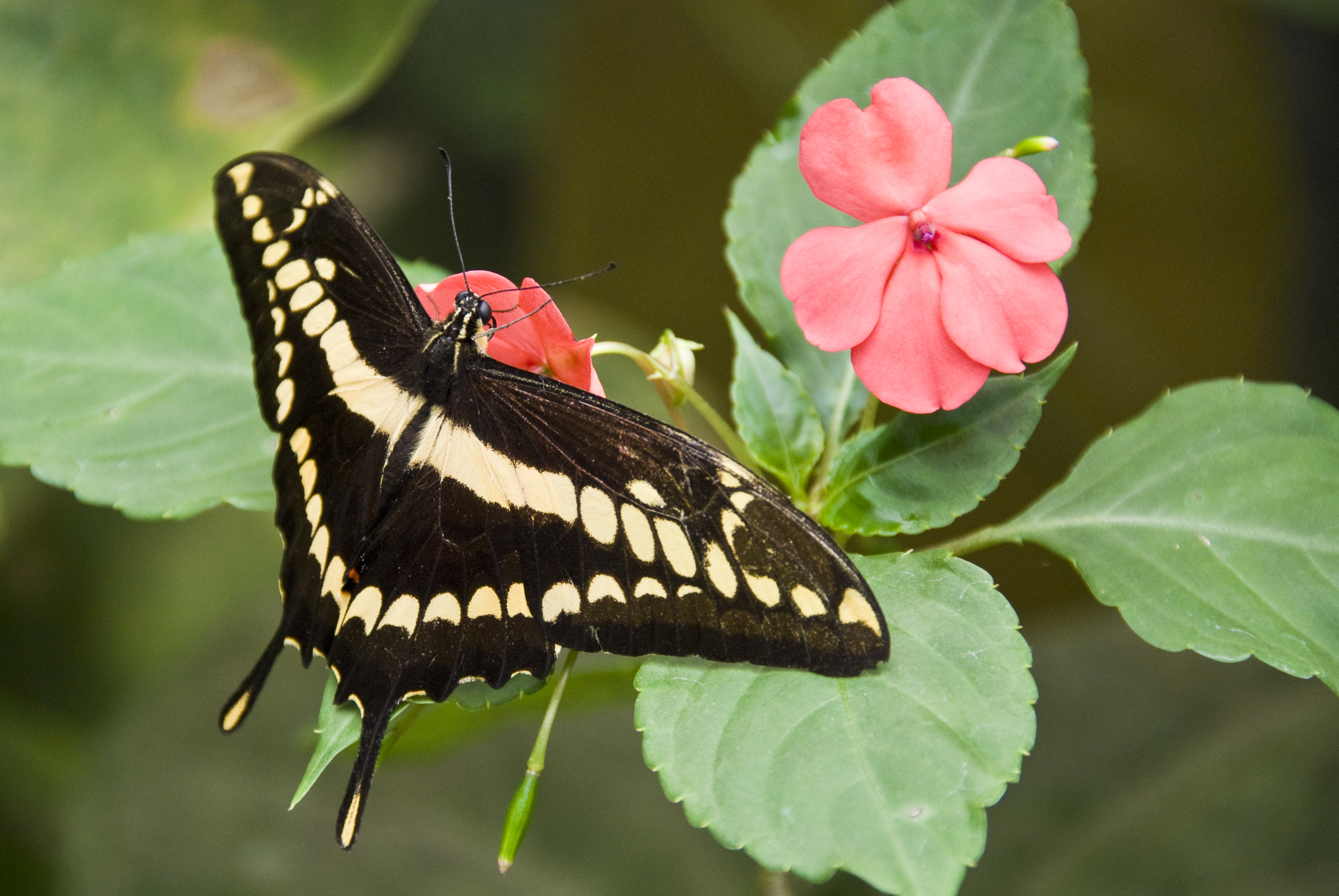 Schmetterlinge