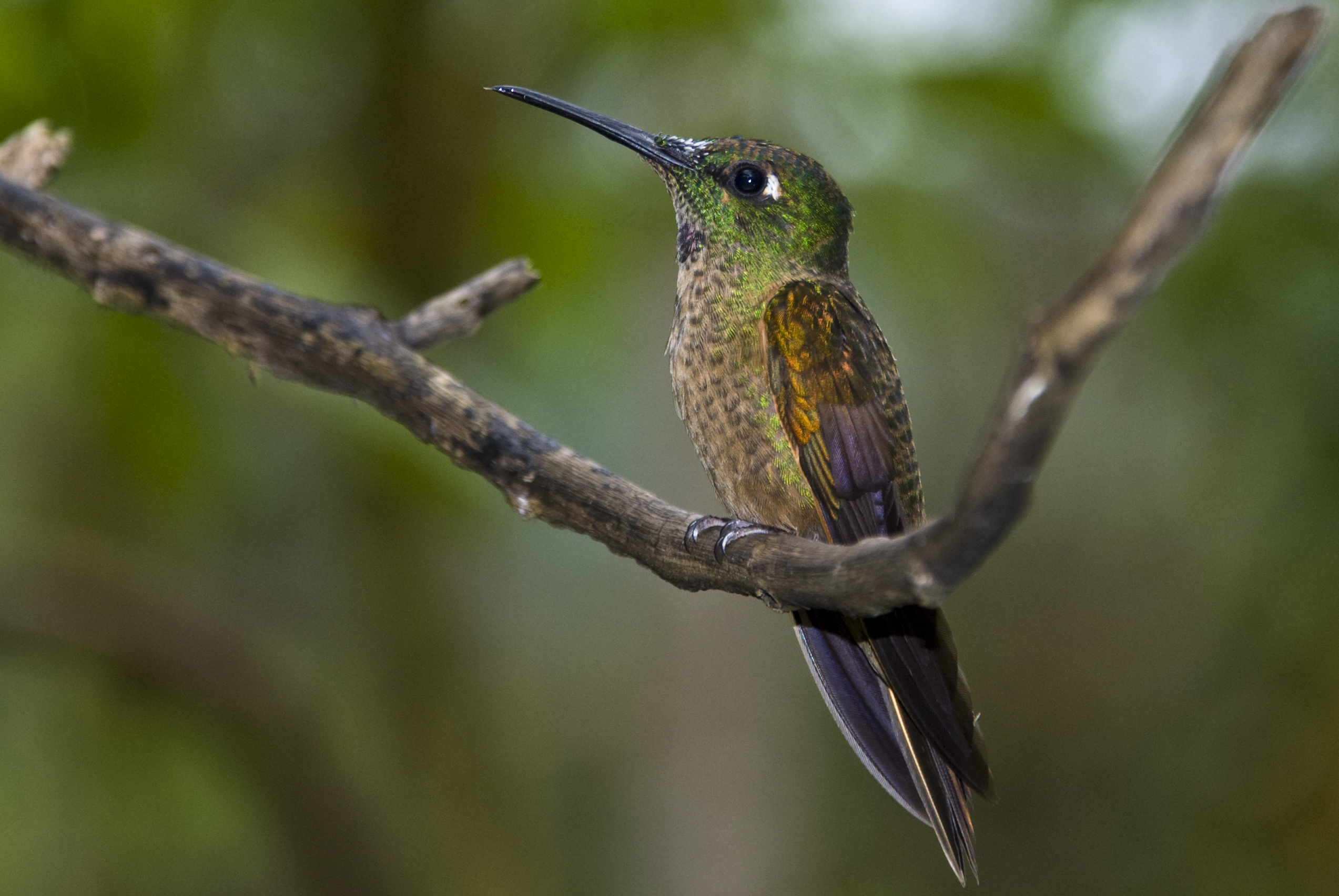 Kolibri