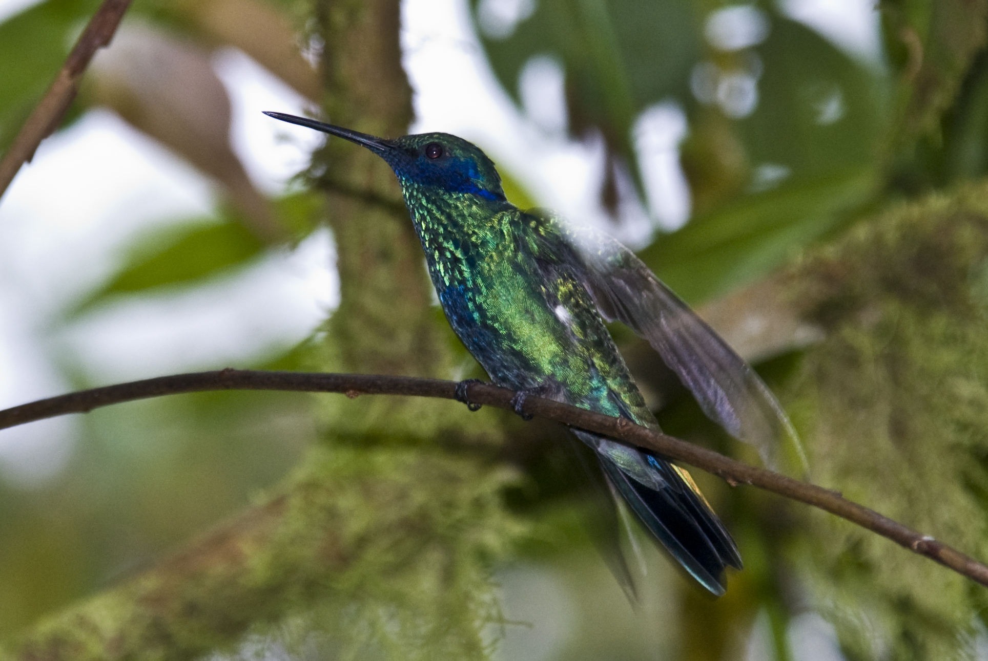 Kolibri