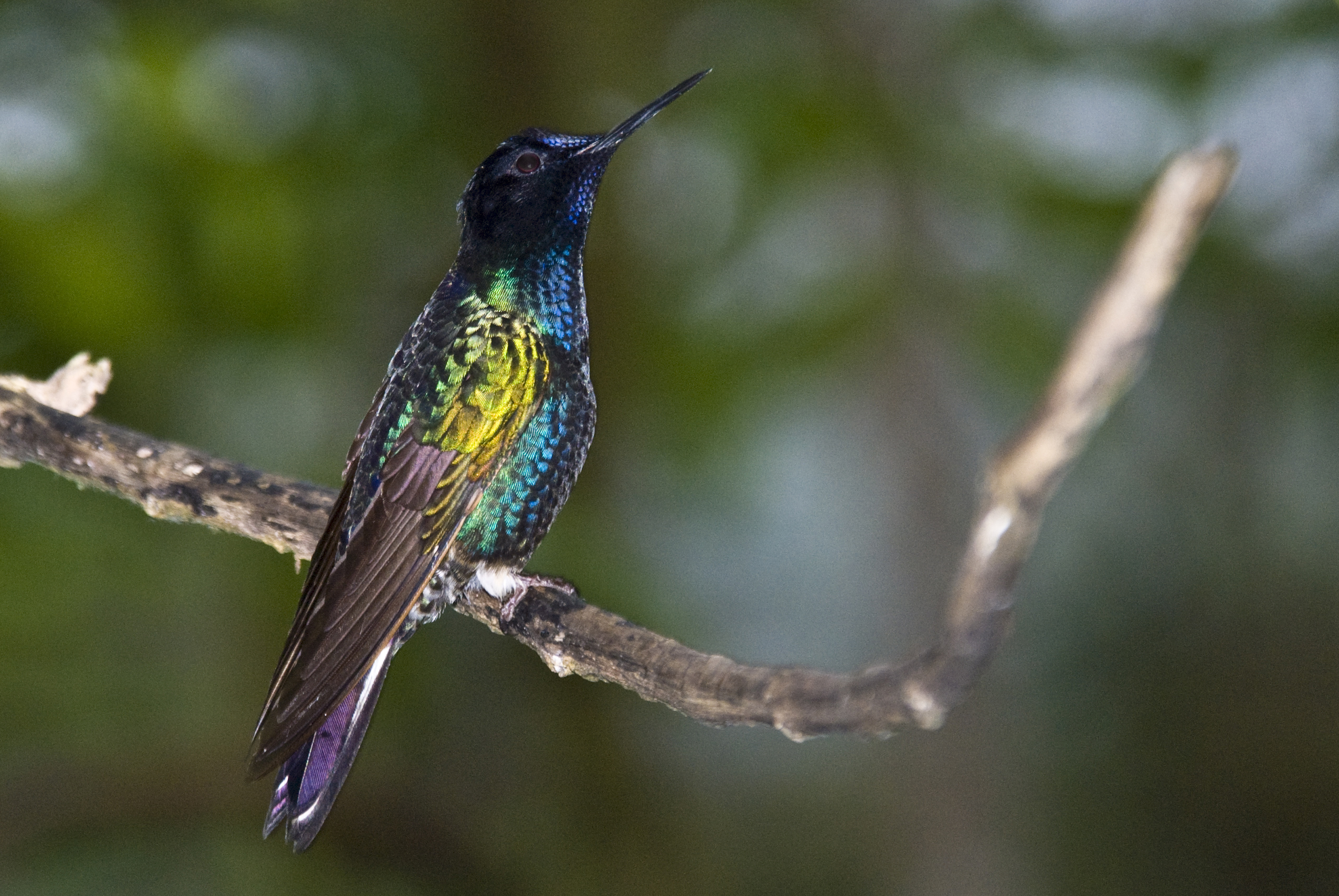 Kolibri
